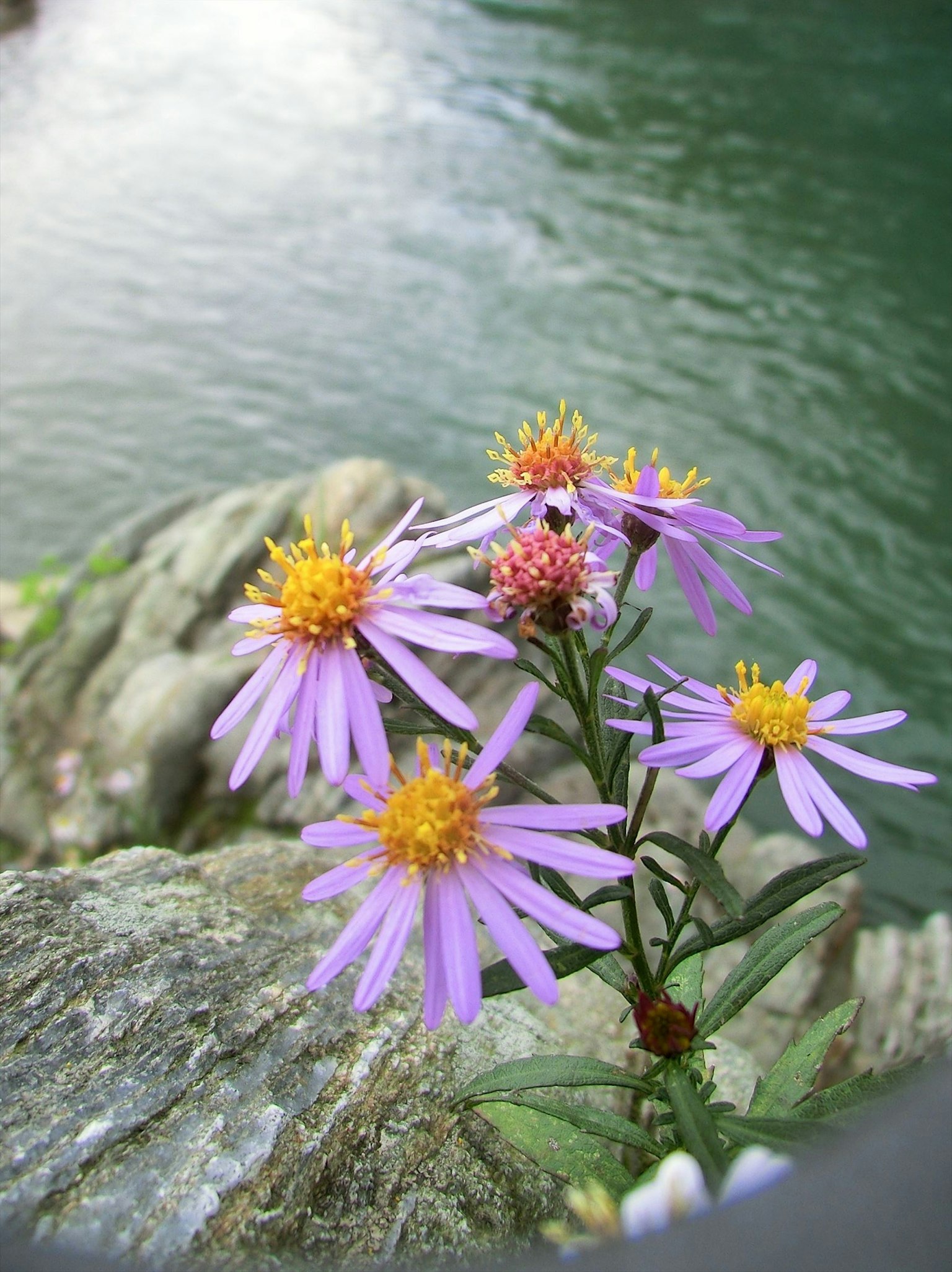 Purple flowers with yellow centers growing by the water