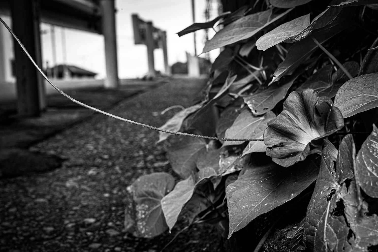 Black and white image of leaves spreading on the ground with structures in the background