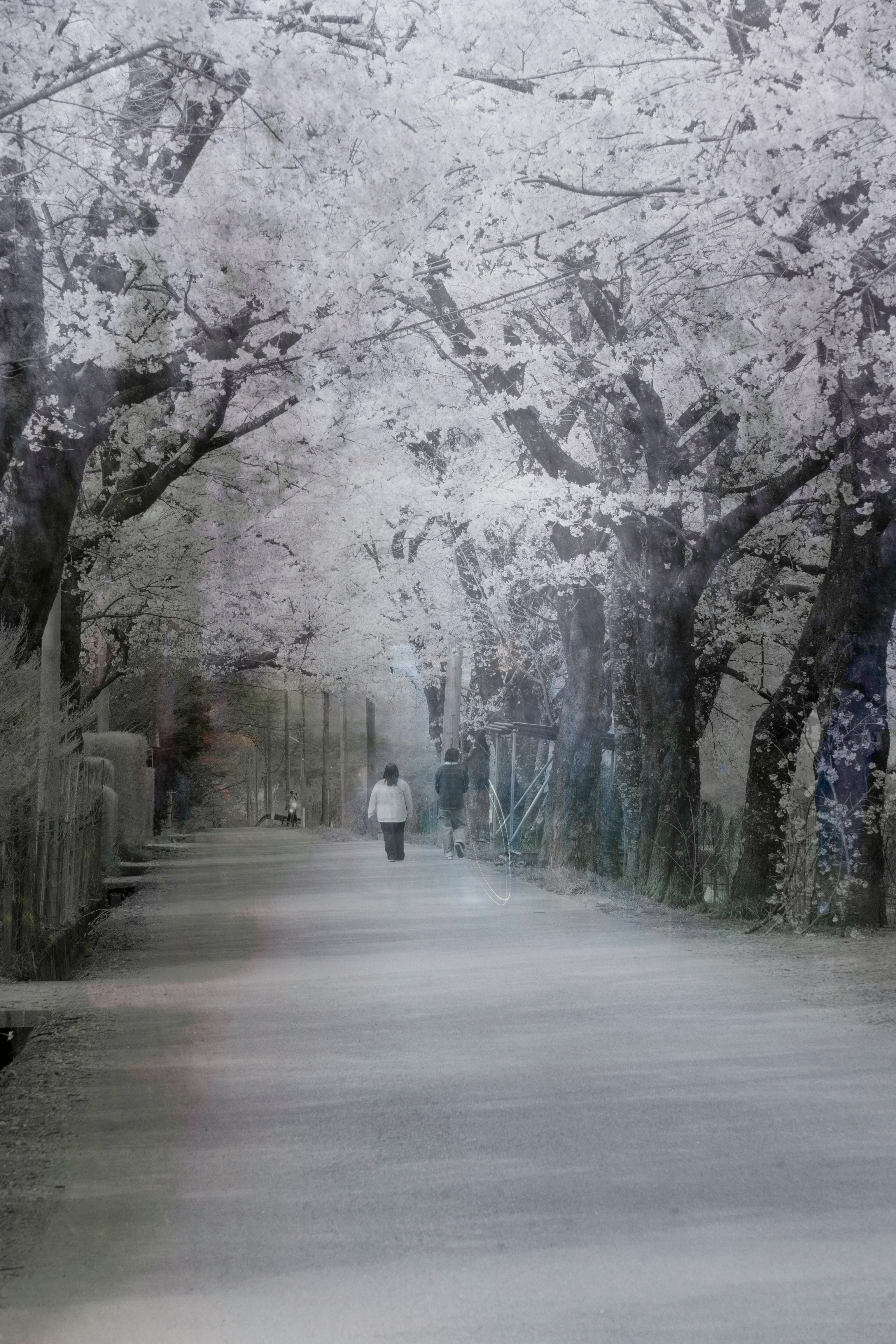 雪の並木道を歩く人のある幻想的な街路