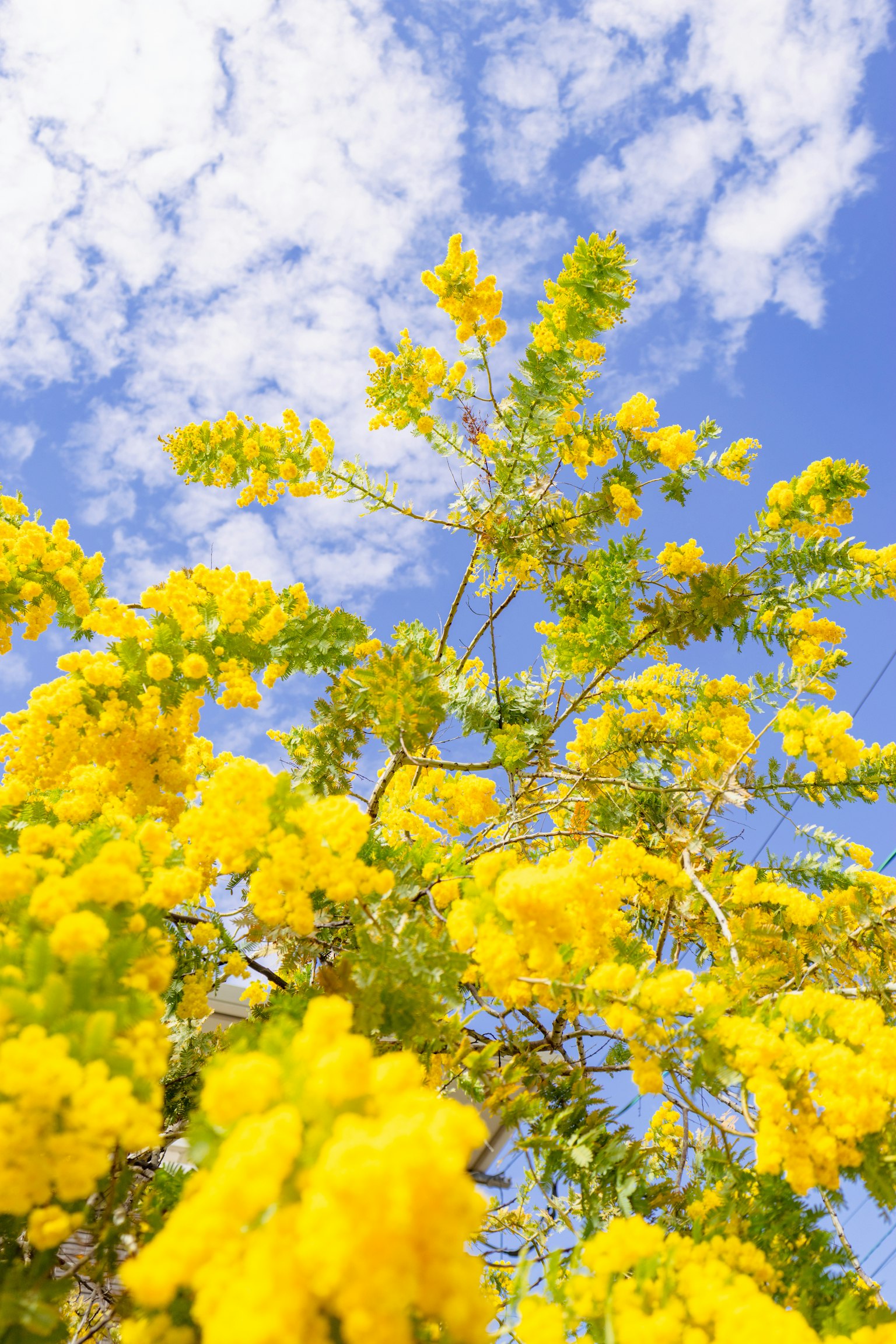 Rami di un albero con fiori gialli vivaci contro un cielo blu