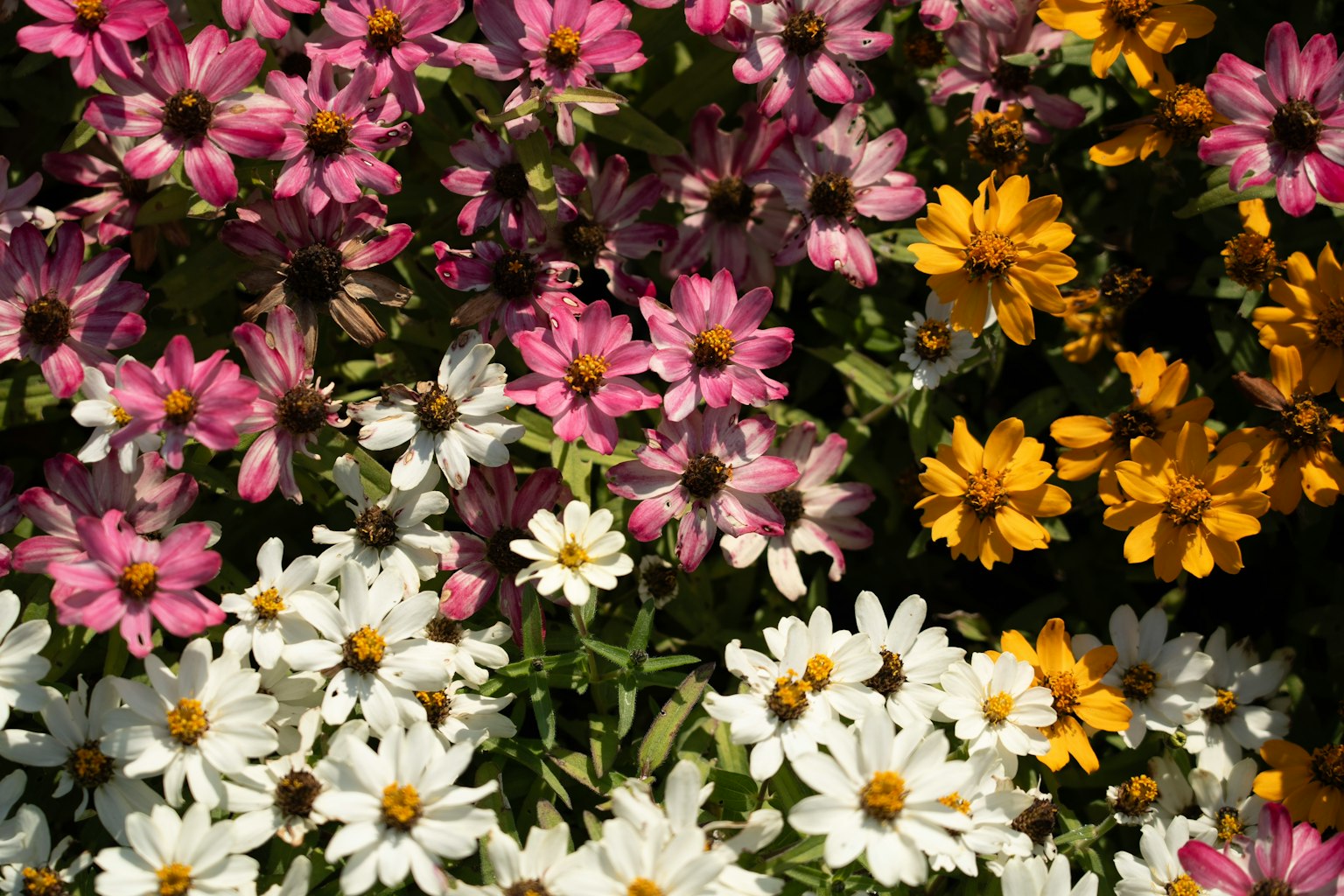 Un lecho de flores vibrante con flores rosas, blancas y amarillas