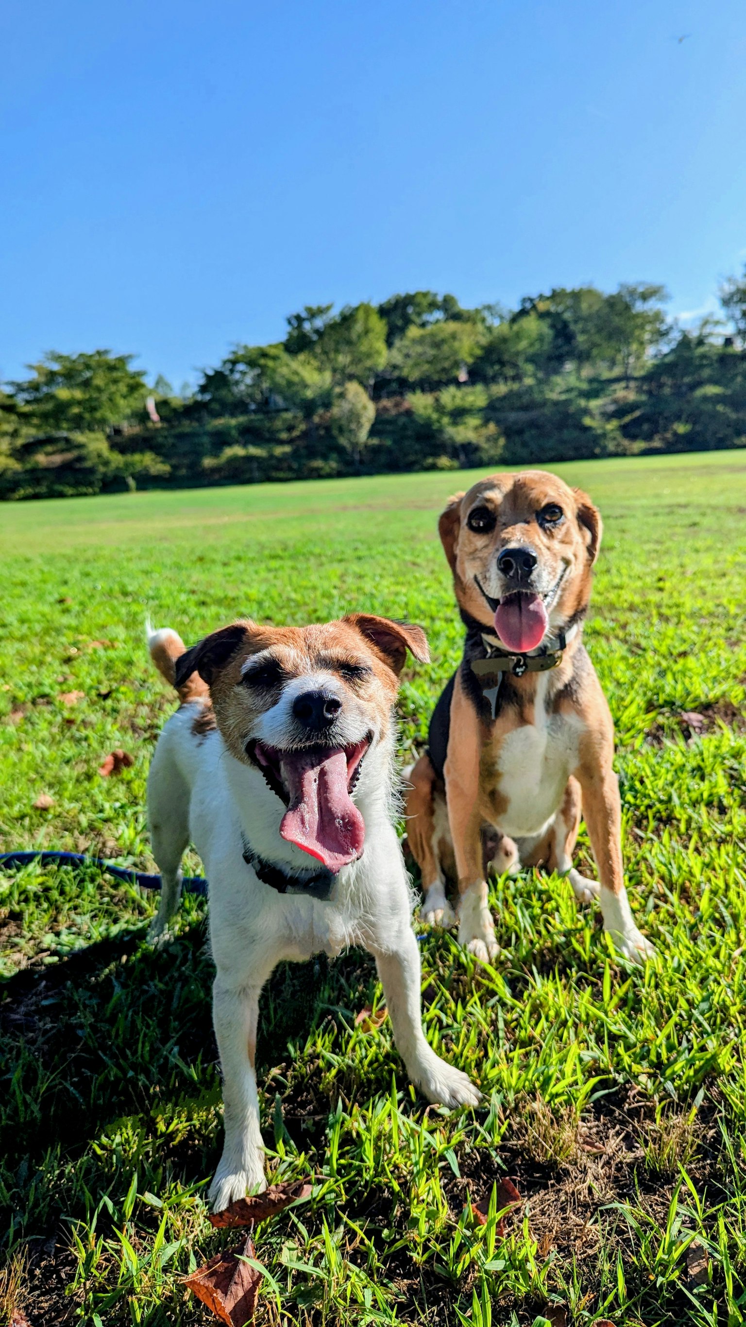 Zwei Hunde stehen auf grünem Gras in einem sonnigen Park