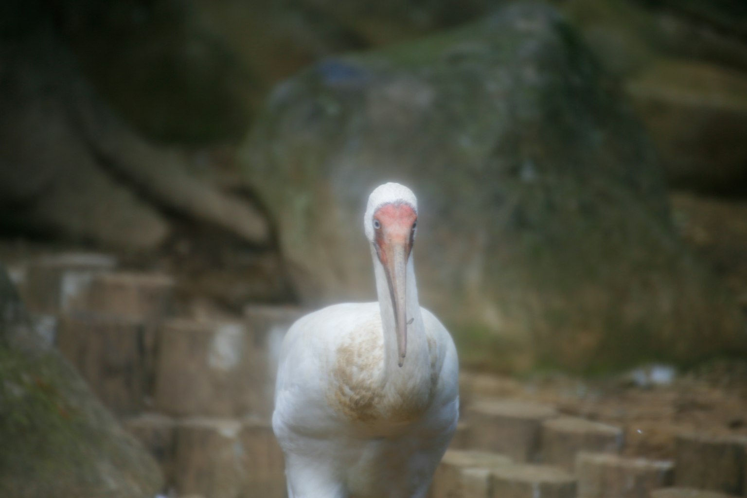 A white bird standing in the foreground with rocks in the background