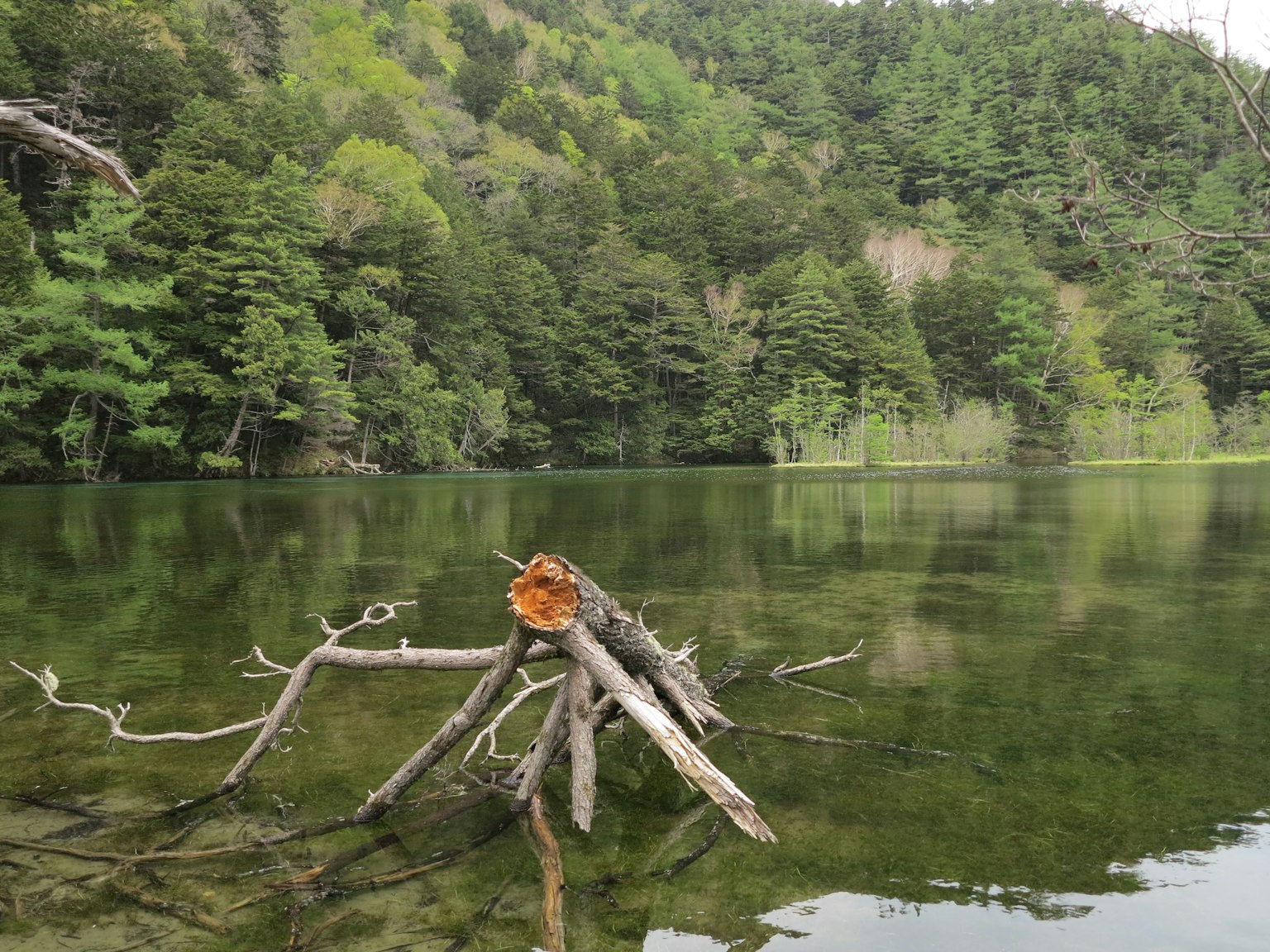 Escena de lago tranquilo con un árbol caído y vegetación exuberante