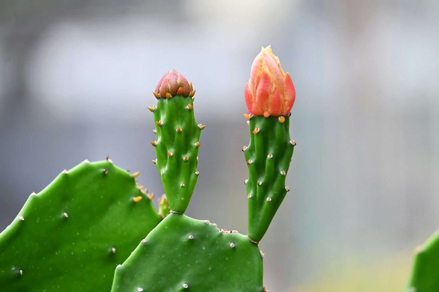绿色仙人掌上有两个红色花蕾