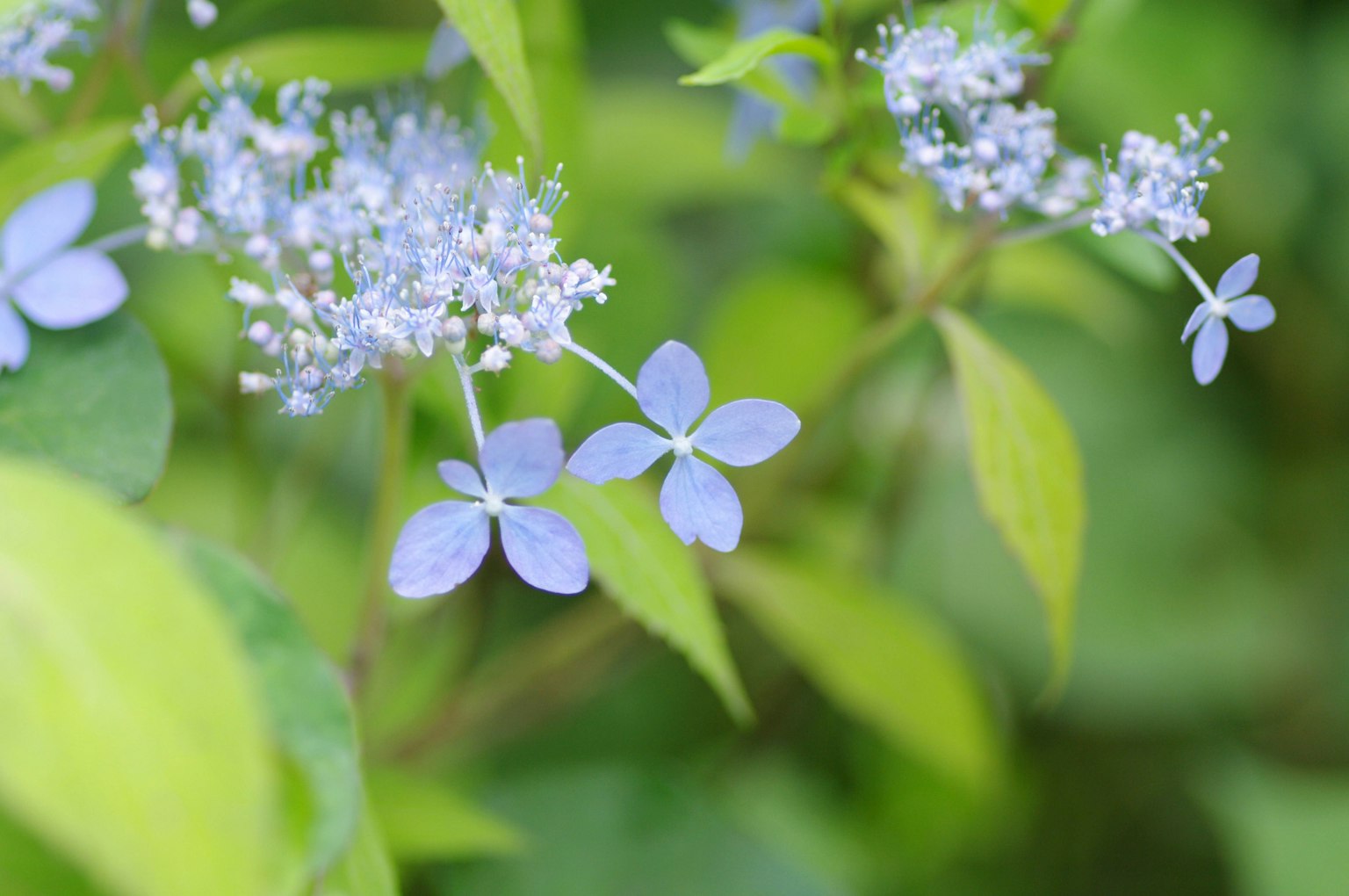 Gros plan d'une plante avec des fleurs bleues et des feuilles vertes