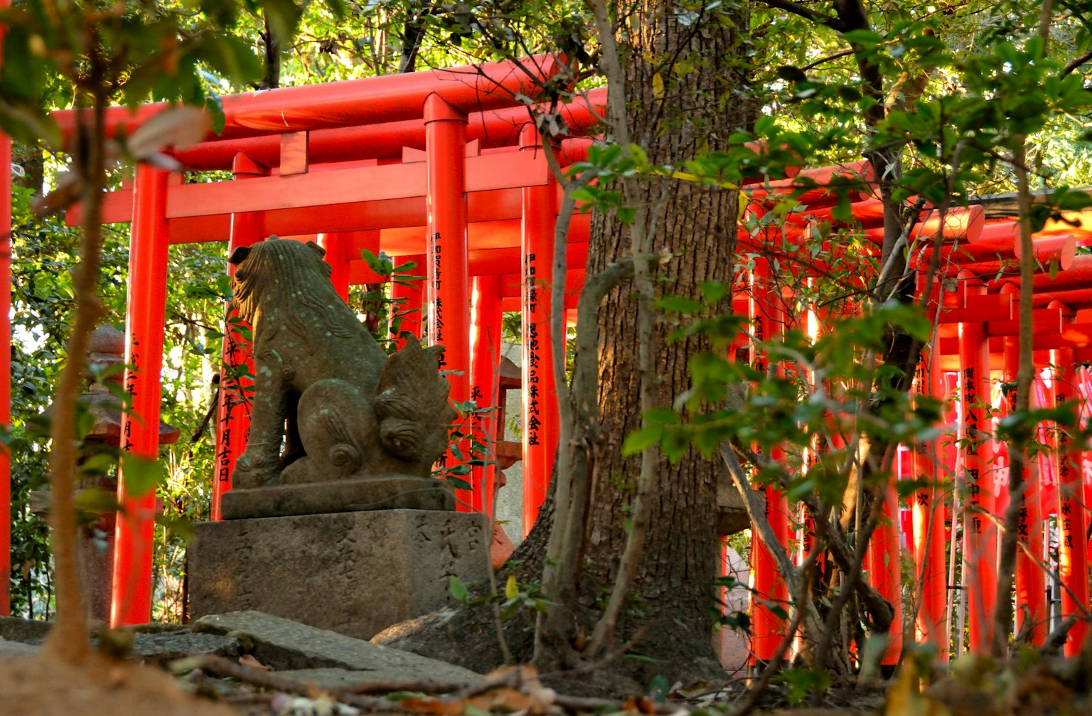 Cảnh đẹp của cổng torii đỏ và tượng sư tử bảo vệ