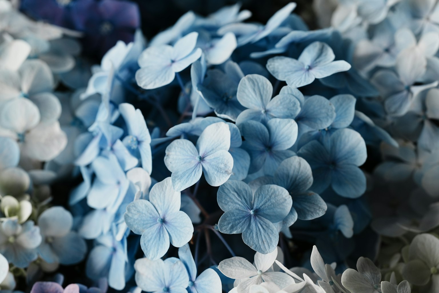 Primo piano di delicati petali di ortensia blu raggruppati