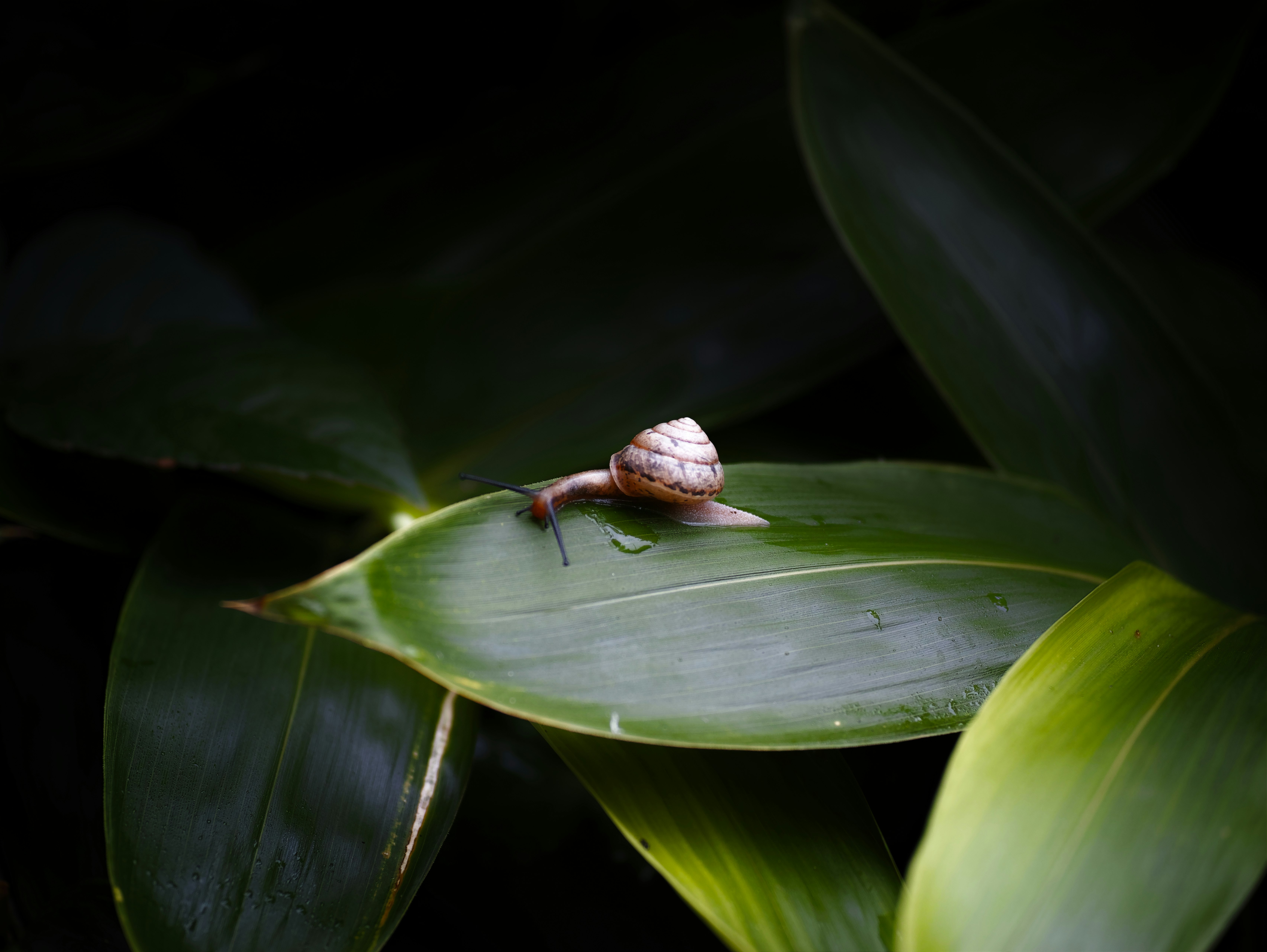small snail on a leaf