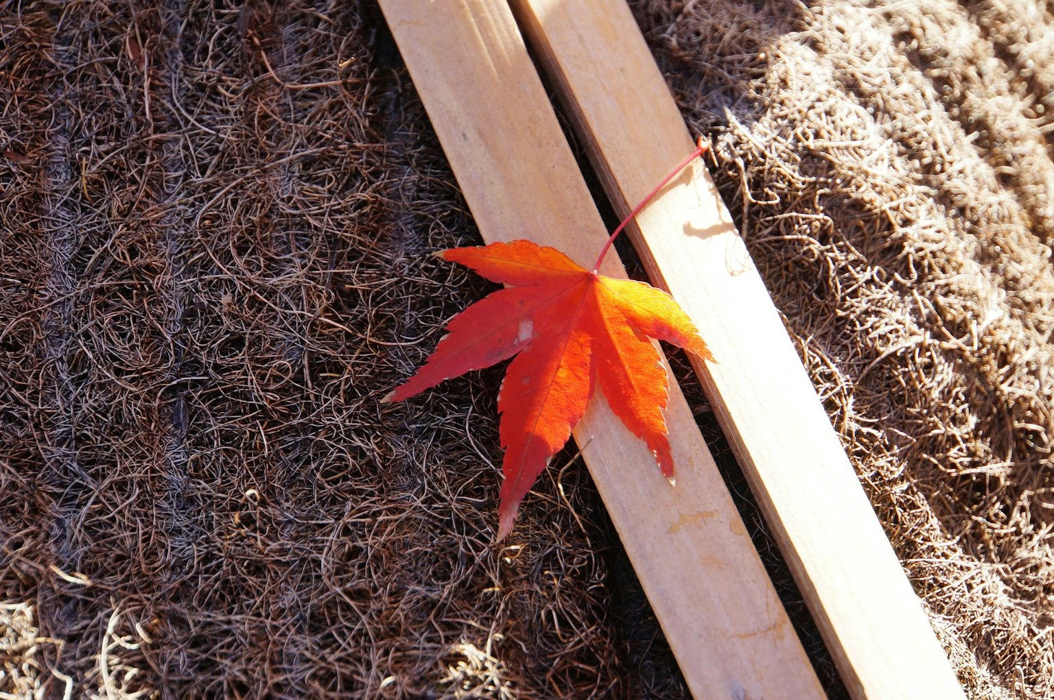 一片紅色楓葉 resting 在木條上