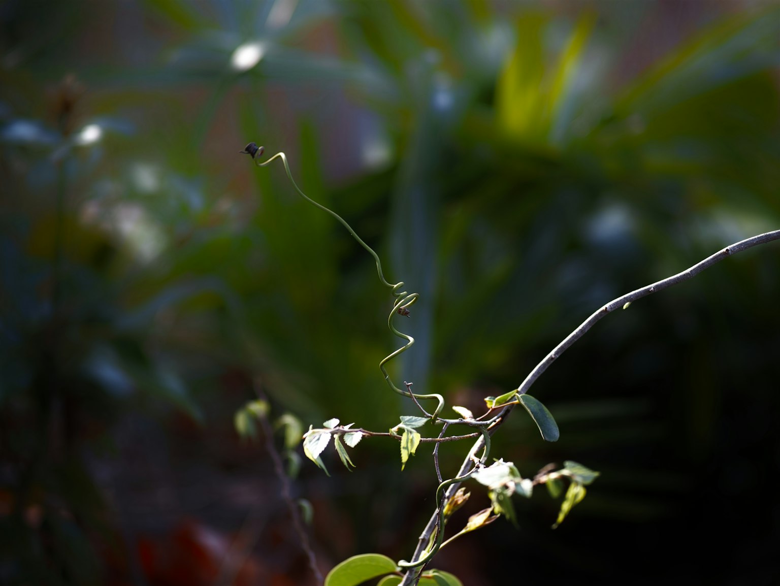 Image of a slender vine spiraling upward against a green plant background