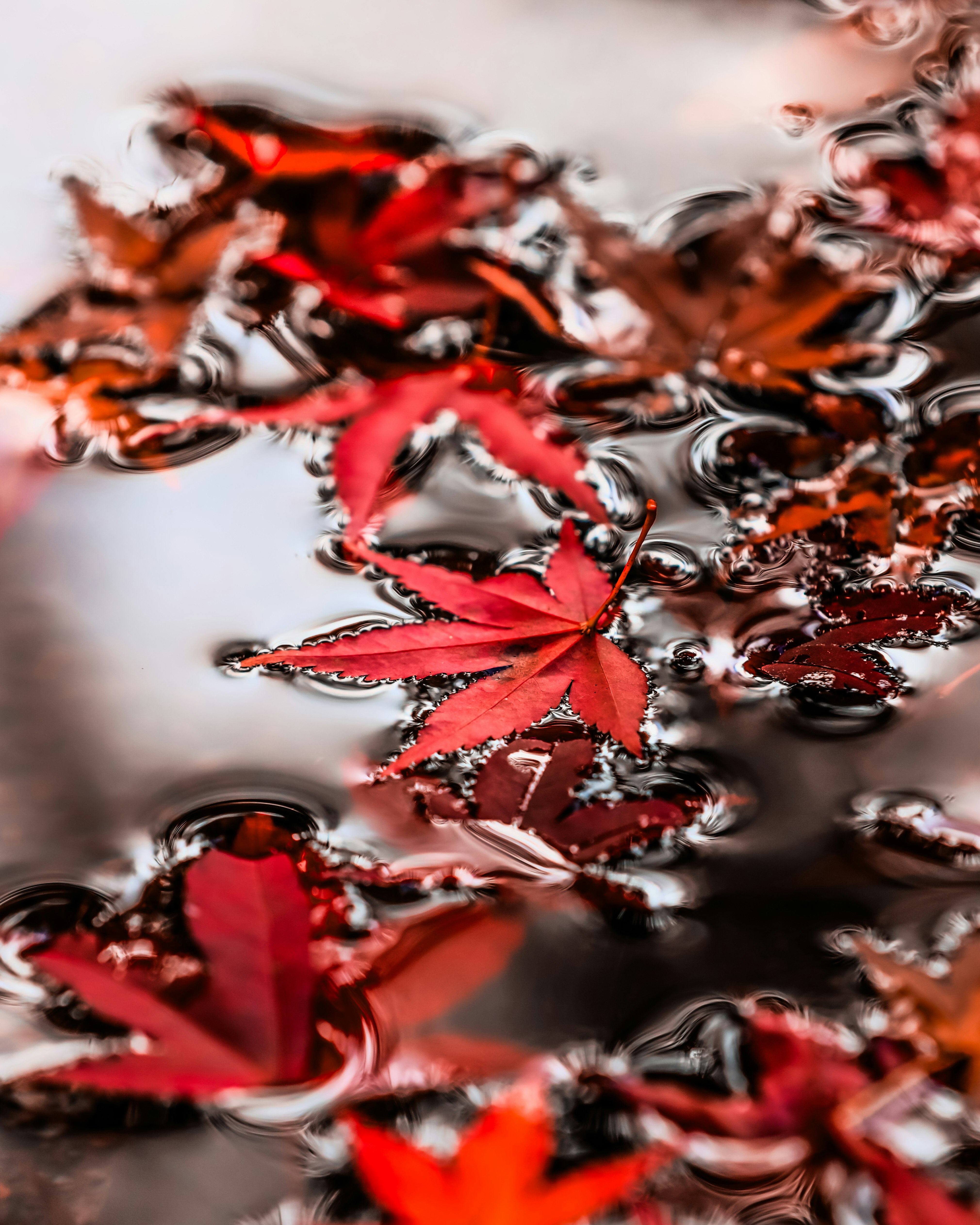 Textura abstracta roja tipo pétalos con reflejos de gotas de agua