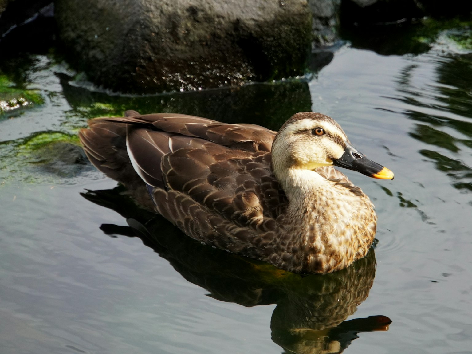 Eine Ente, die auf dem Wasser schwimmt und ihr Gefieder sowie ihren Lebensraum zeigt