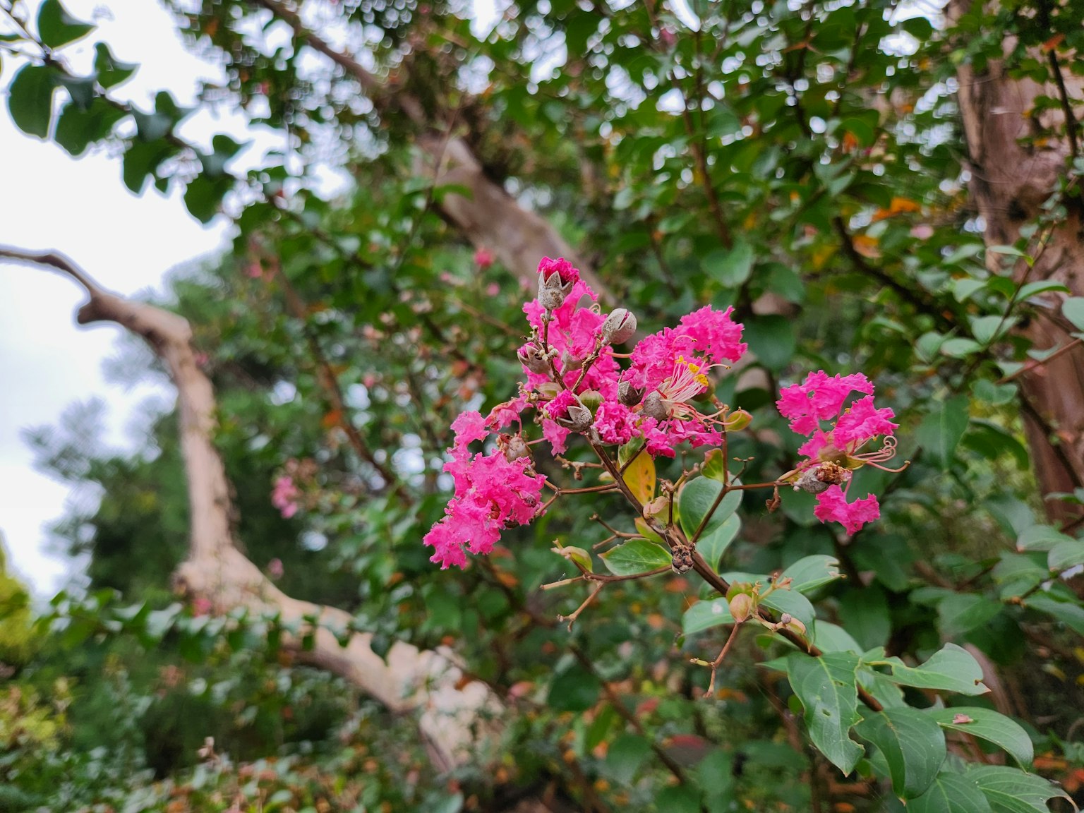 Fiori rosa vivaci che fioriscono su un ramo d'albero con foglie verdi sullo sfondo