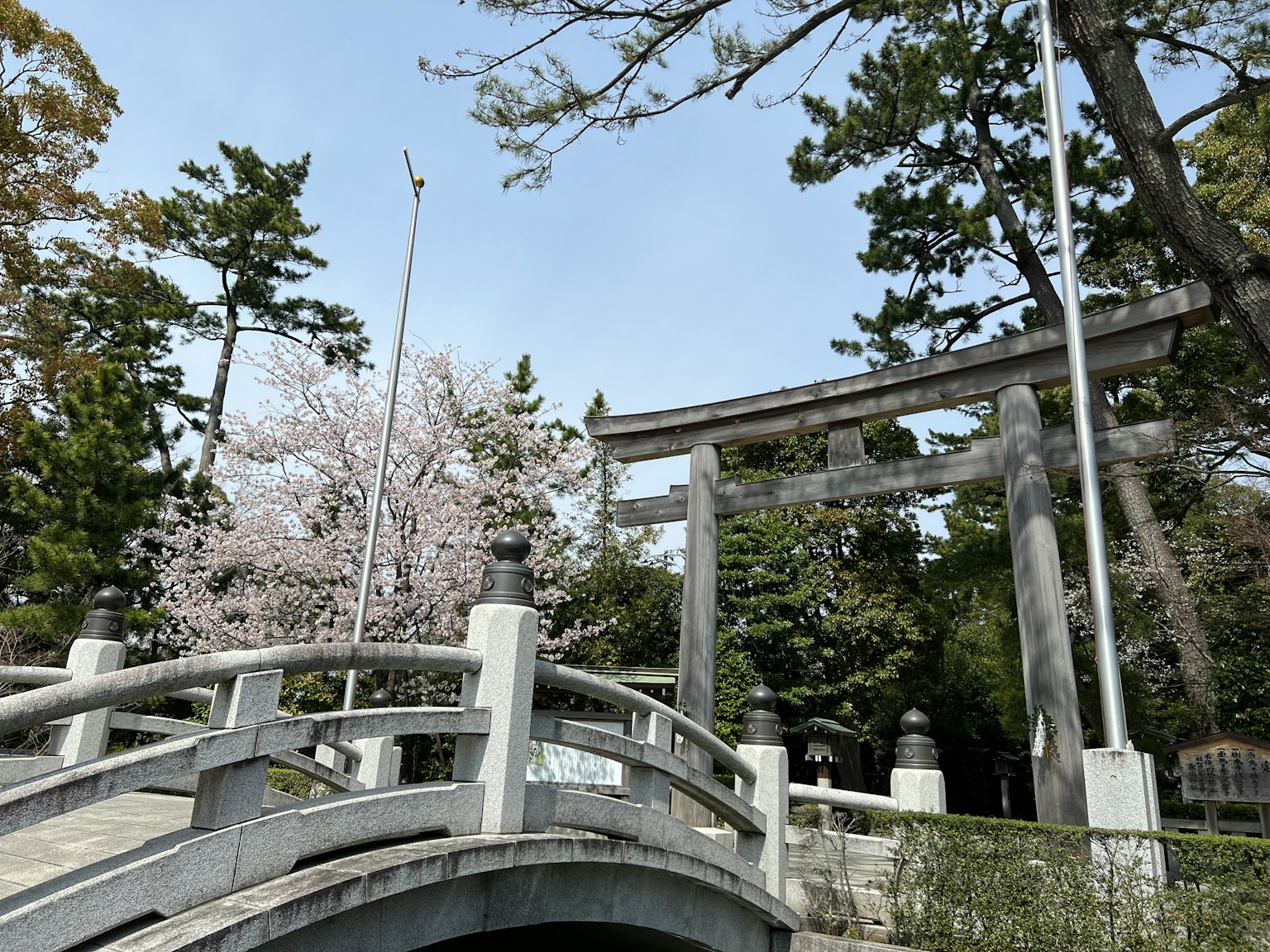 Scenic view of a bridge with cherry blossom trees and a torii gate