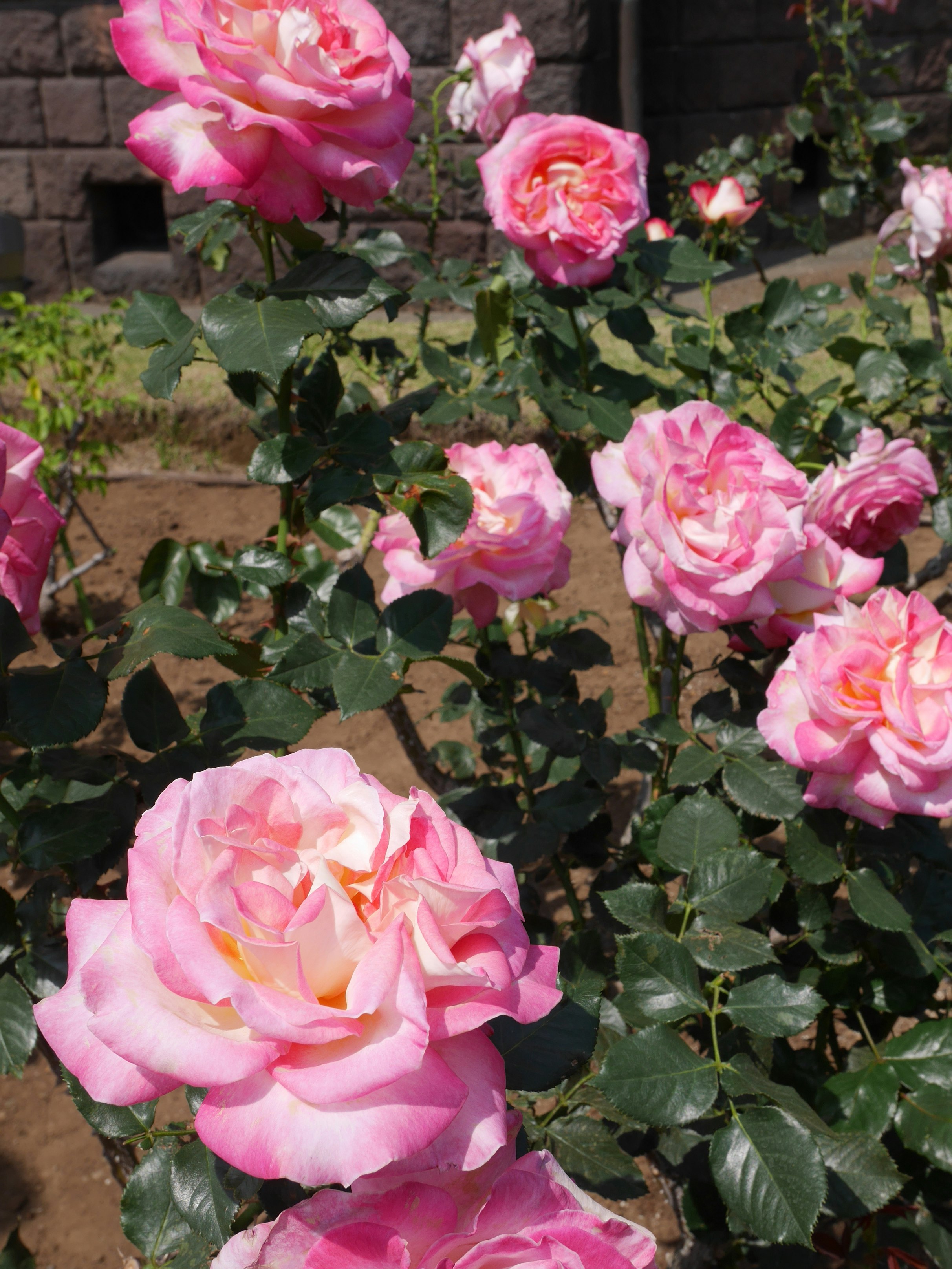 Une scène de jardin avec des roses roses en fleurs