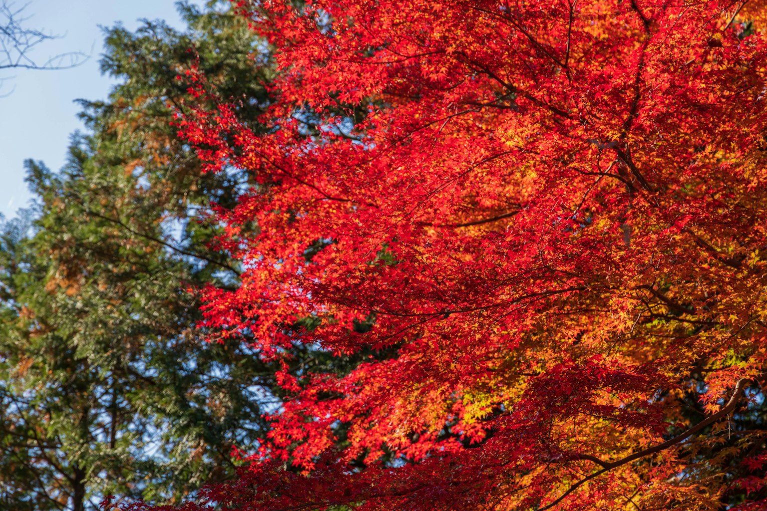 Fogliame autunnale vibrante con foglie rosse e arancioni sugli alberi