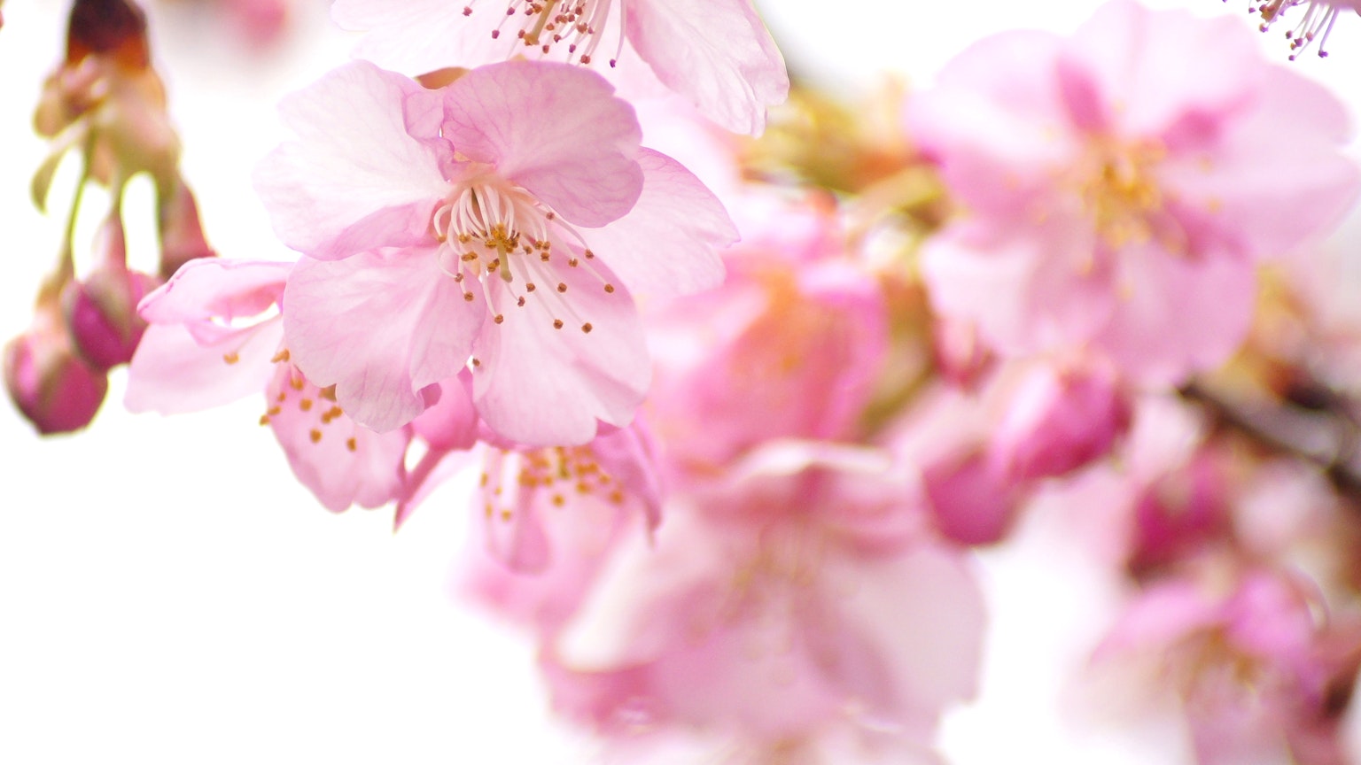 Cherry blossoms in soft pink hues blooming