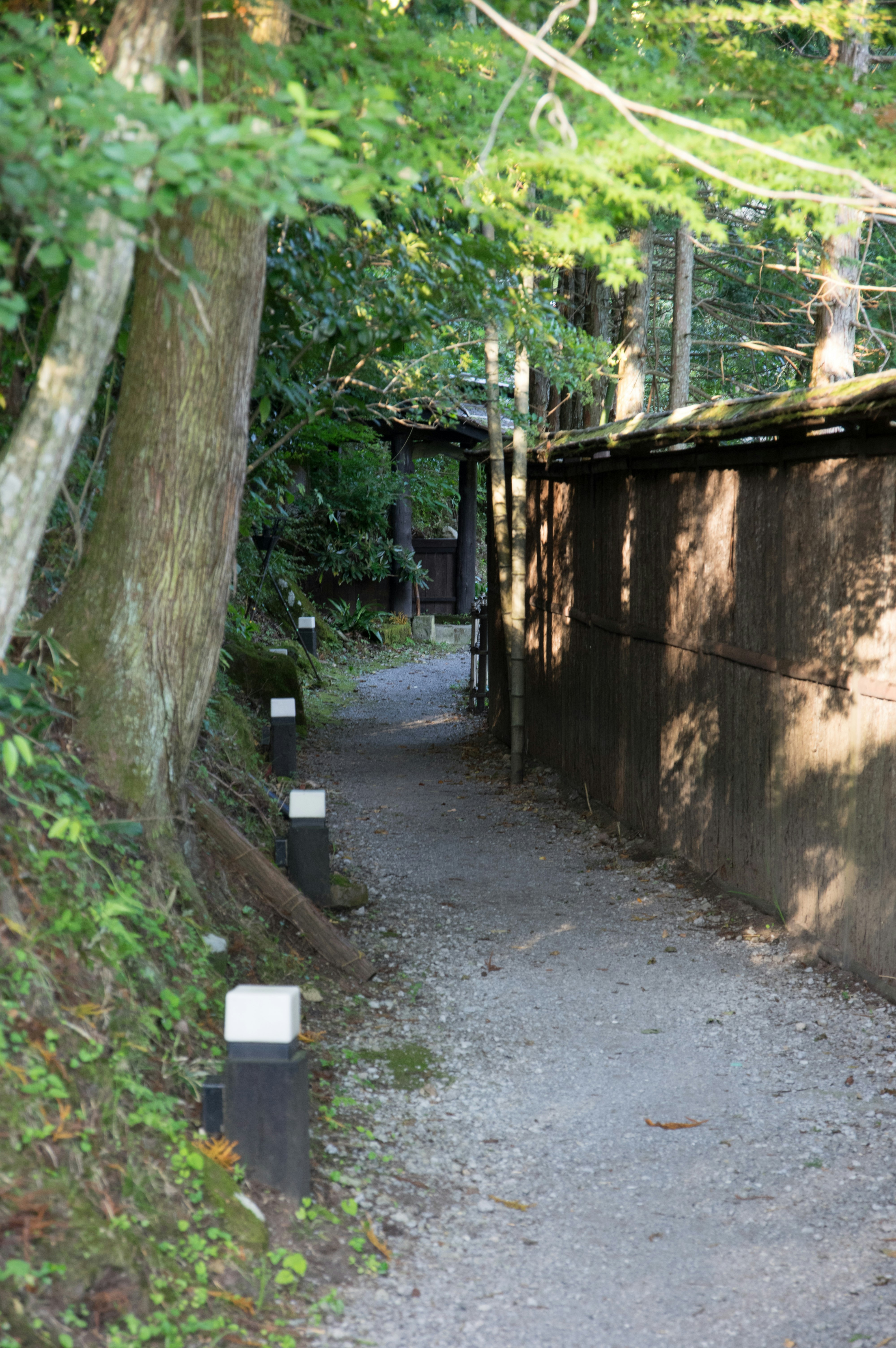 forest path with a wooden fence along a narrow trail