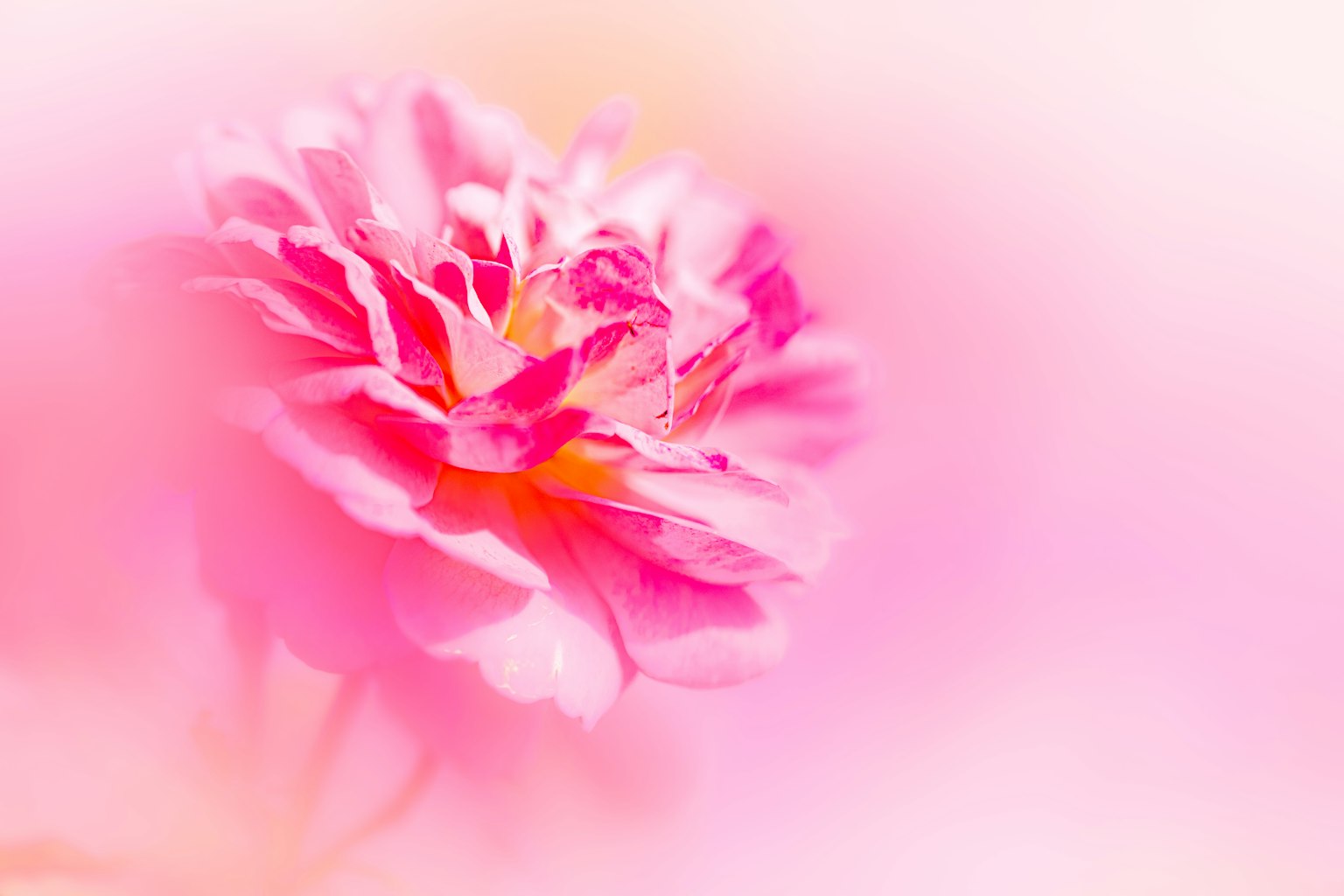 Nahaufnahme einer schönen Blume vor einem sanften rosa Hintergrund