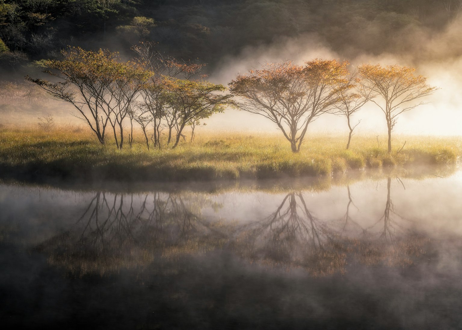 Paesaggio sereno con alberi nella nebbia e riflessi sull'acqua
