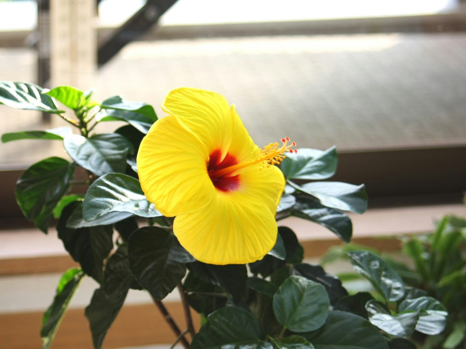 Fiore di ibisco giallo vibrante che fiorisce sopra foglie verdi
