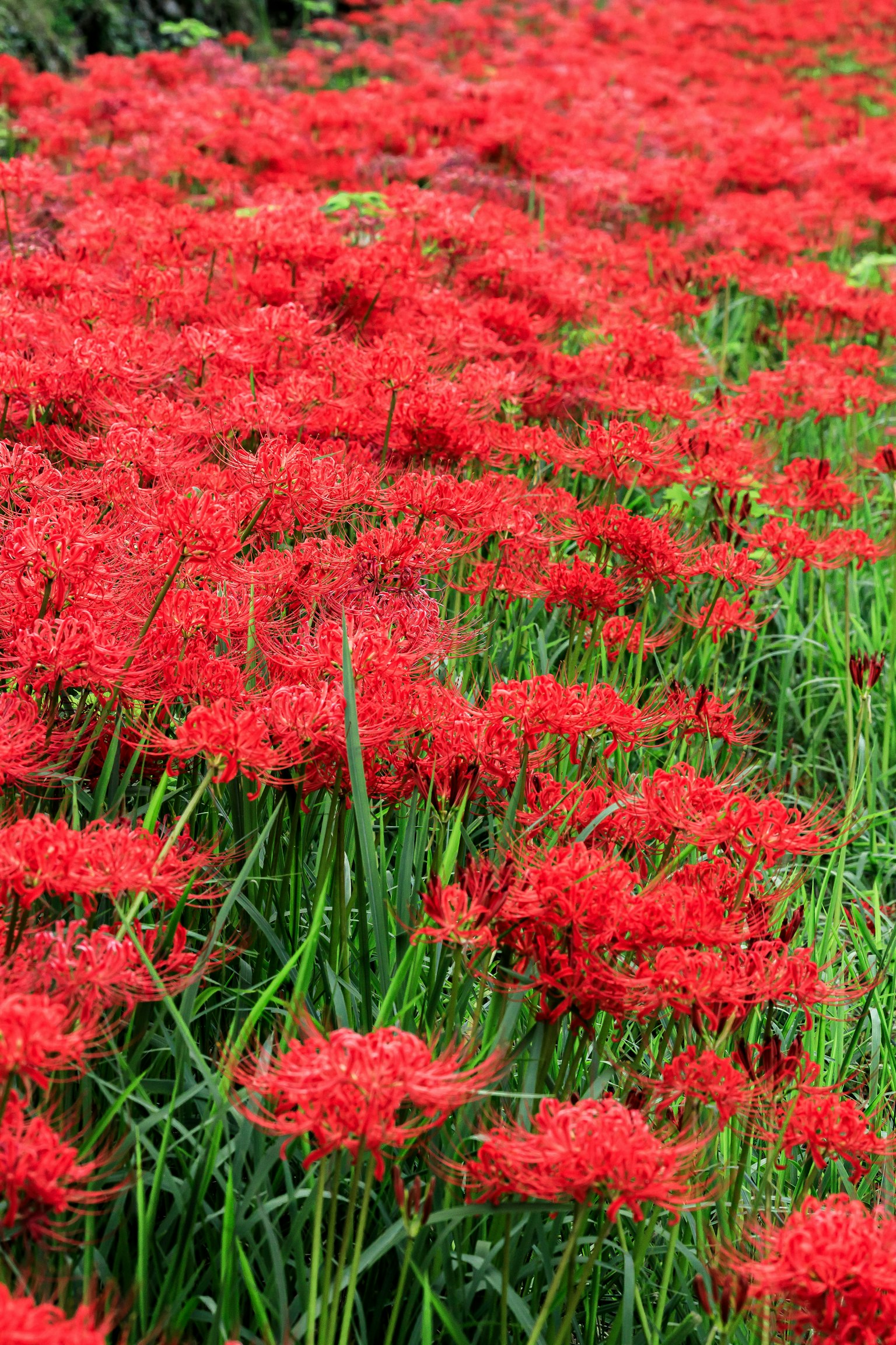 Champ de lys araignées rouges vibrantes