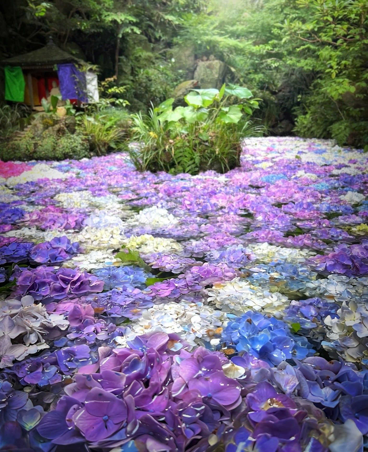 宁静的池塘场景五彩缤纷的花朵漂浮生动的紫色和蓝色环绕着郁郁葱葱的绿意