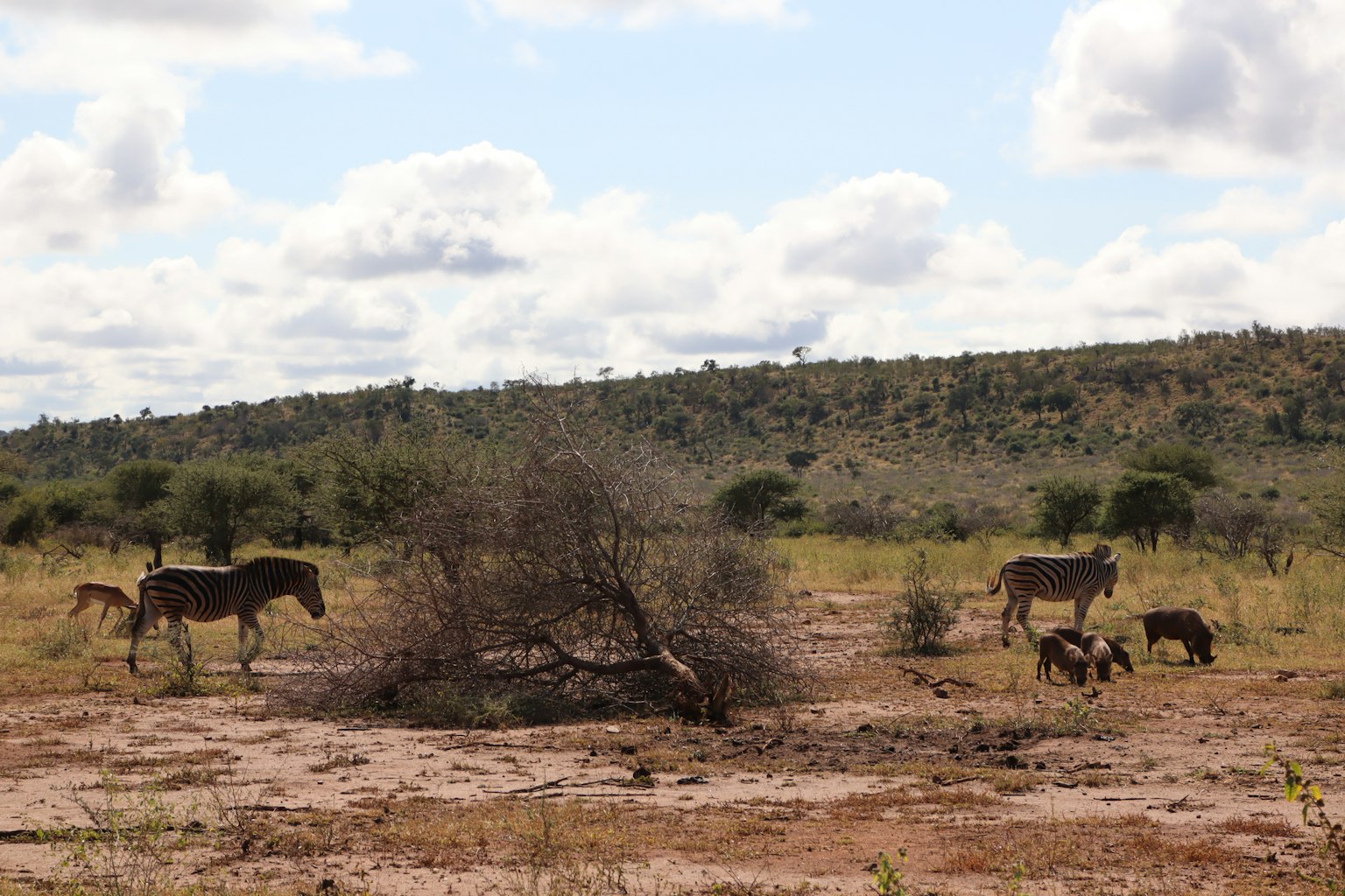 Eine Herde von Pferden und Wildtieren in einer weiten Graslandschaft