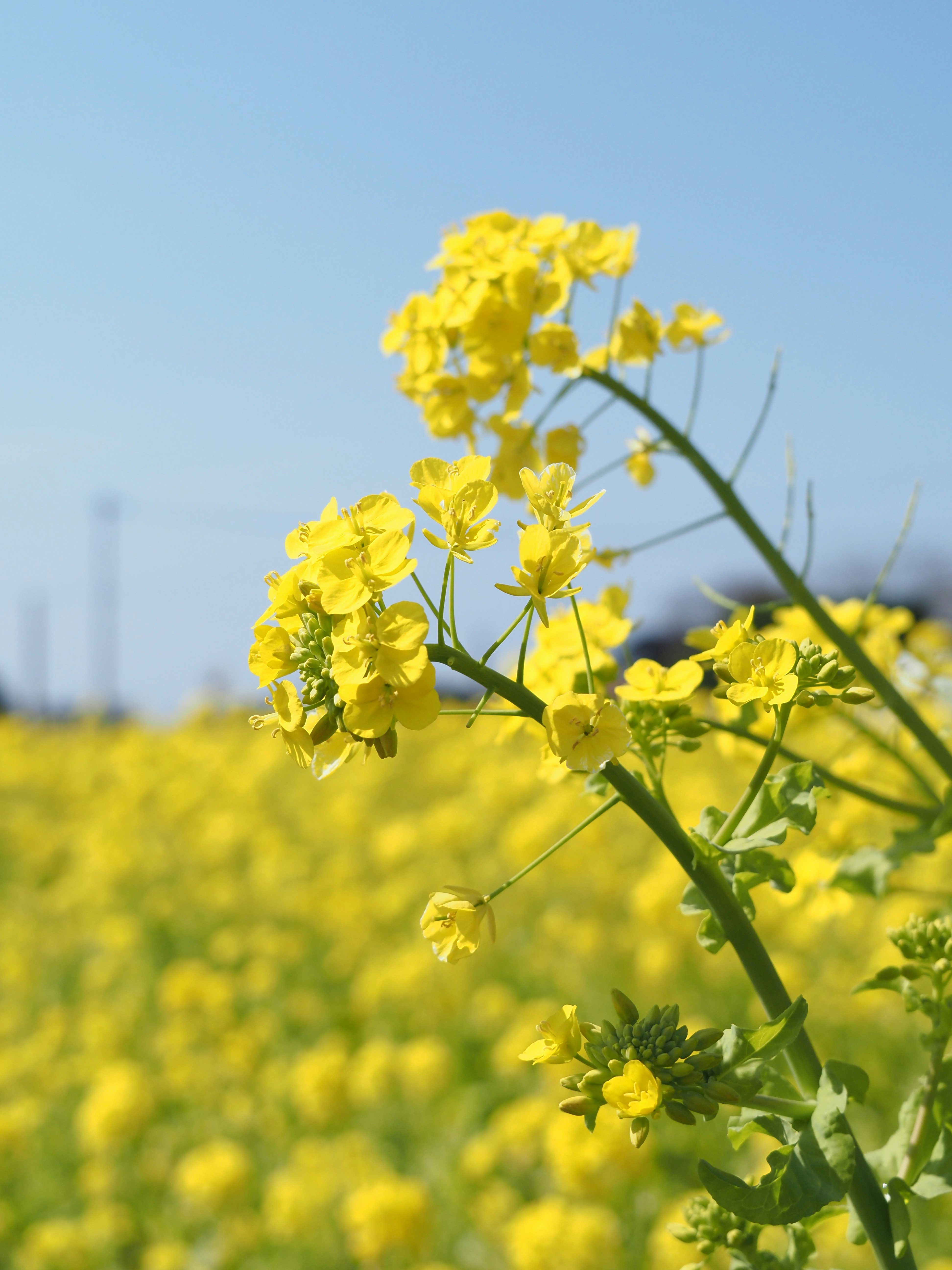 菜の花畑で咲く黄色い花のクローズアップ