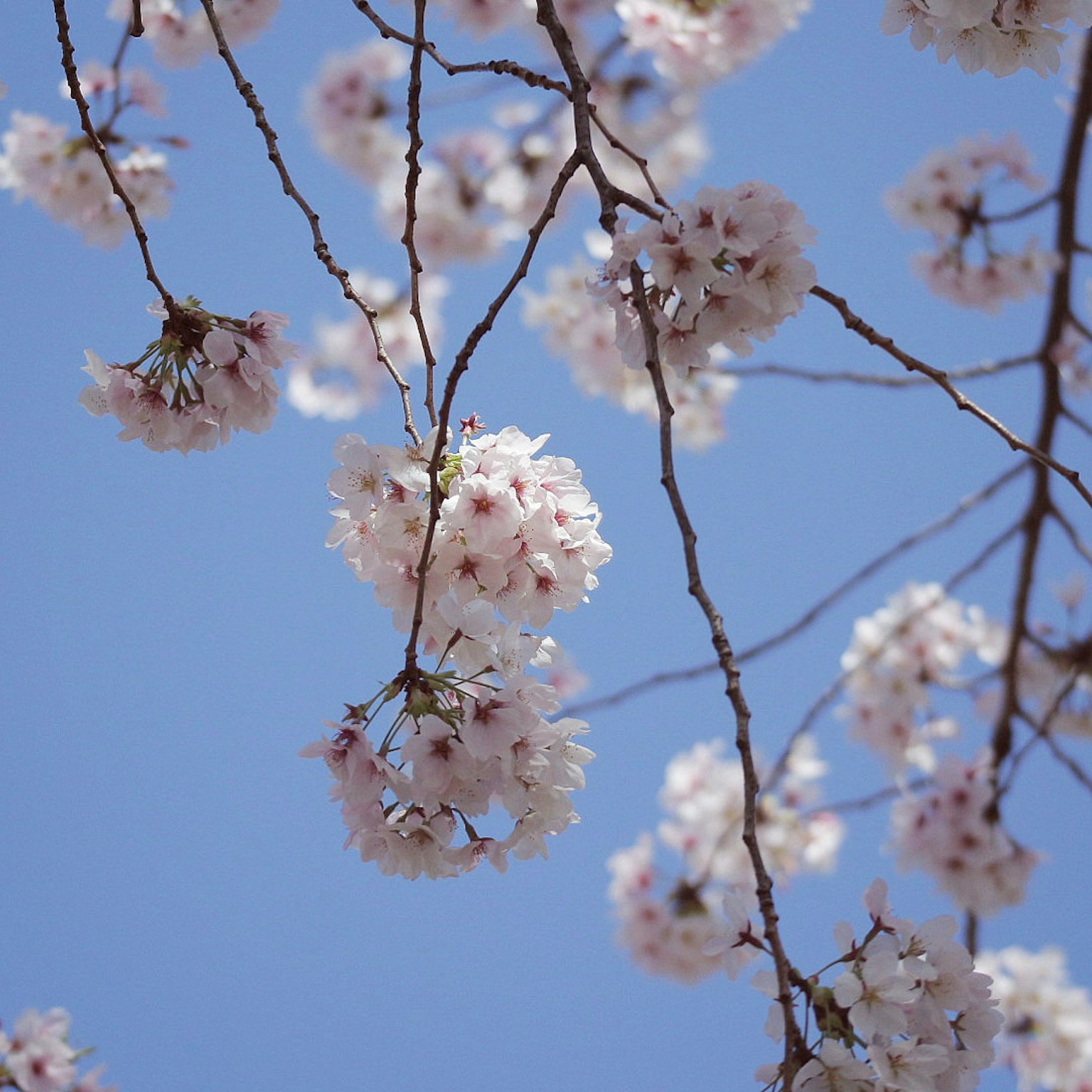 Fiori di ciliegio in piena fioritura contro un cielo azzurro