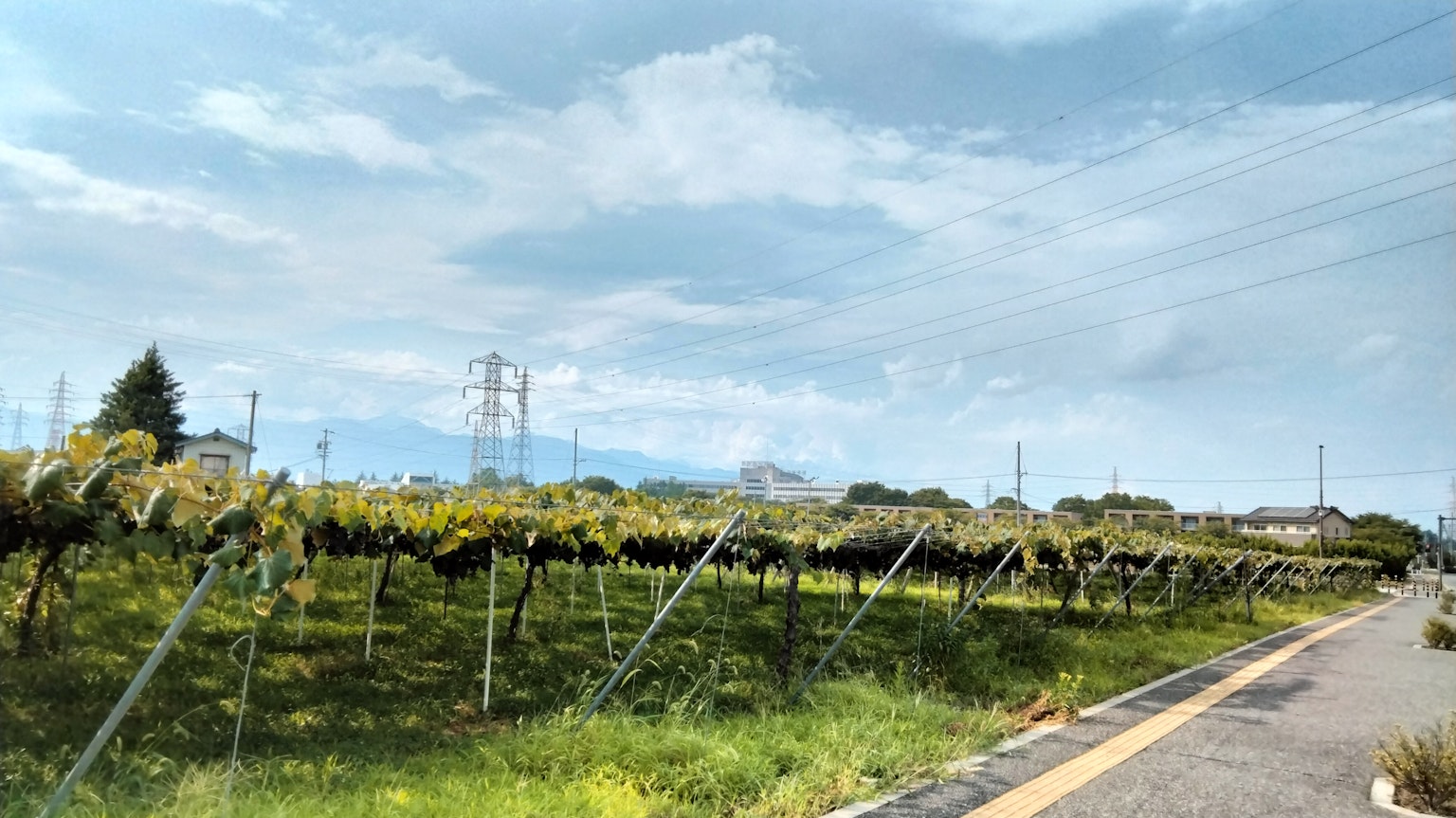 Kebun anggur di bawah langit biru dengan saluran listrik di latar belakang
