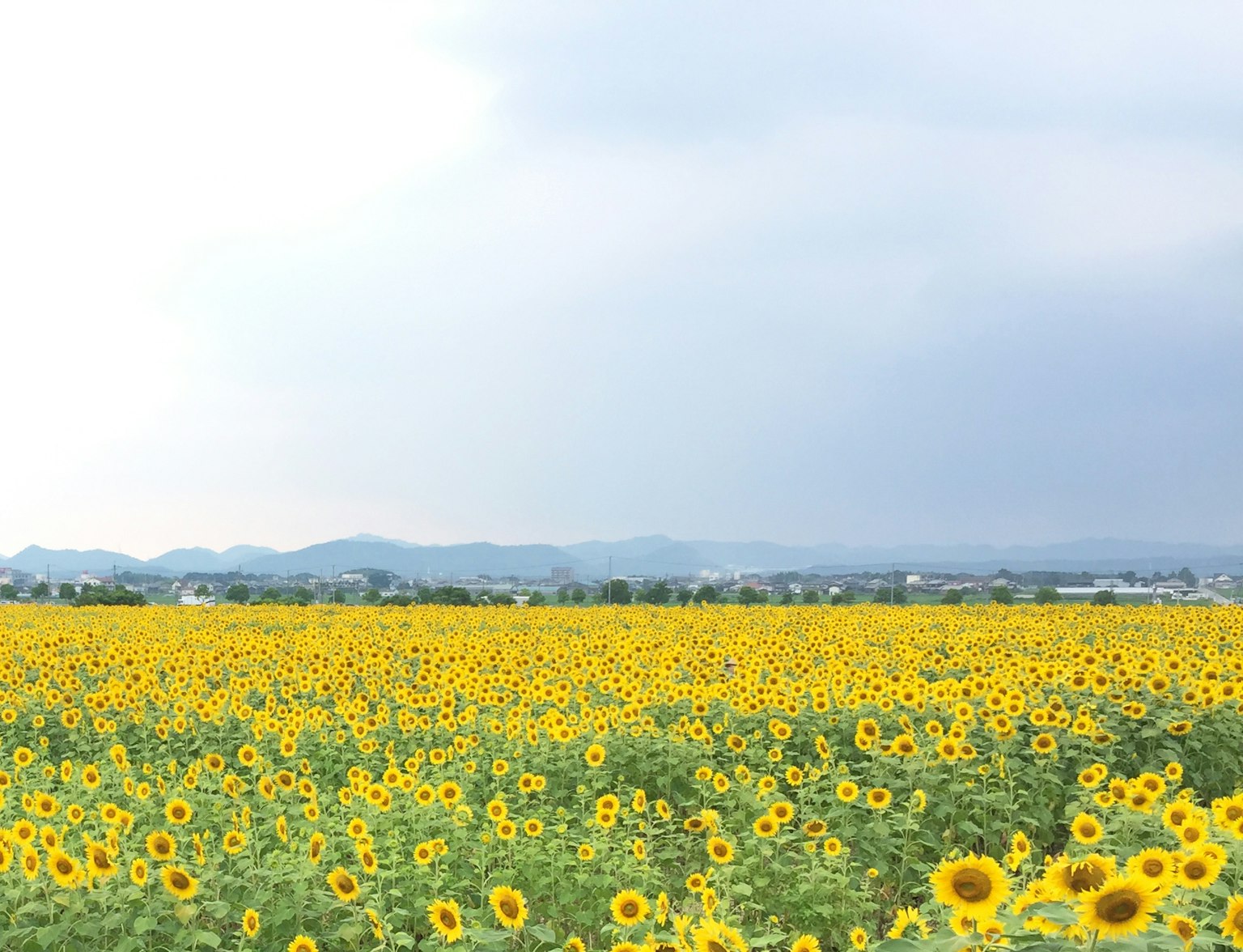 Vasto campo di girasoli sotto un cielo nuvoloso