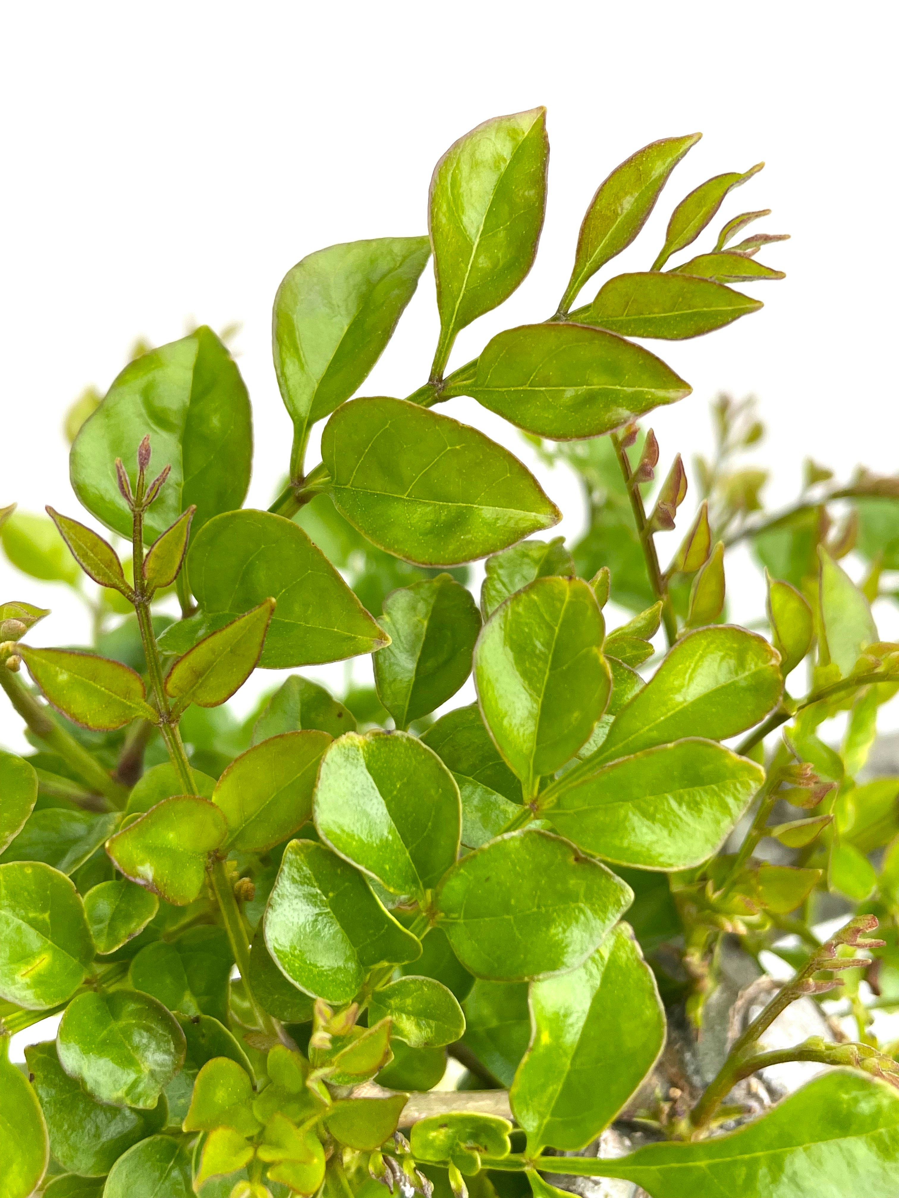 Brotes y hojas nuevas verde lima de simatoneriko