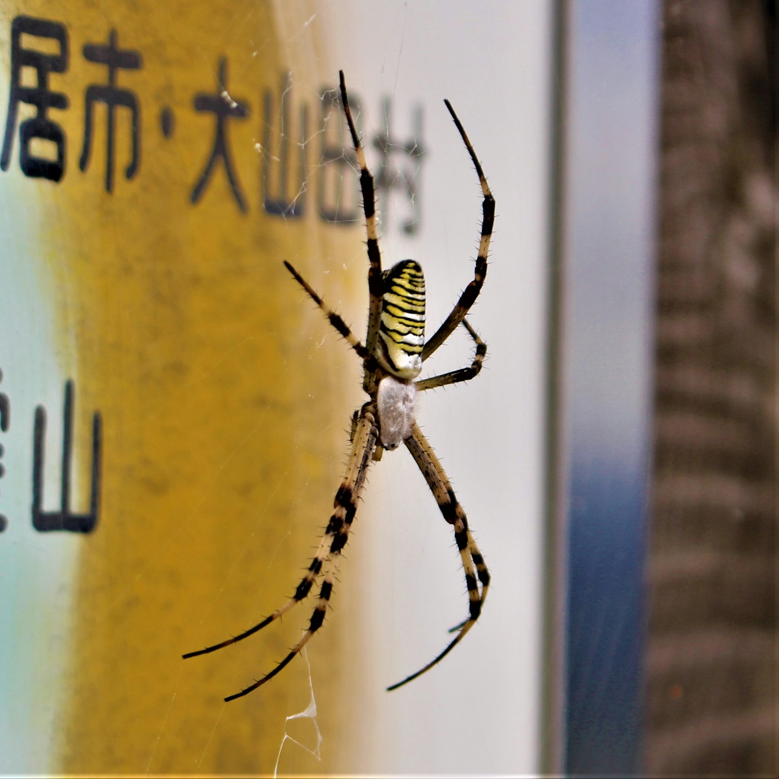 一隻帶有黃色和黑色花紋的蜘蛛在標誌旁邊
