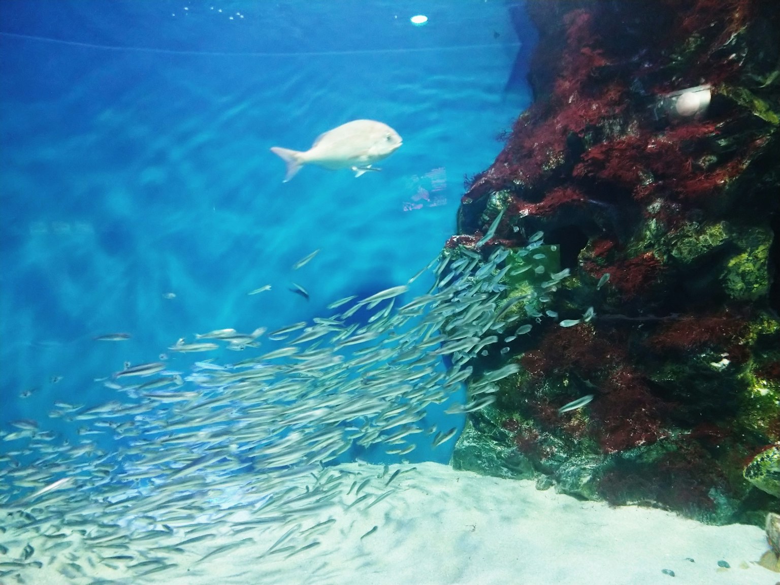 Pemandangan bawah air dengan ikan yang berenang dan rumput laut berwarna-warni di batu