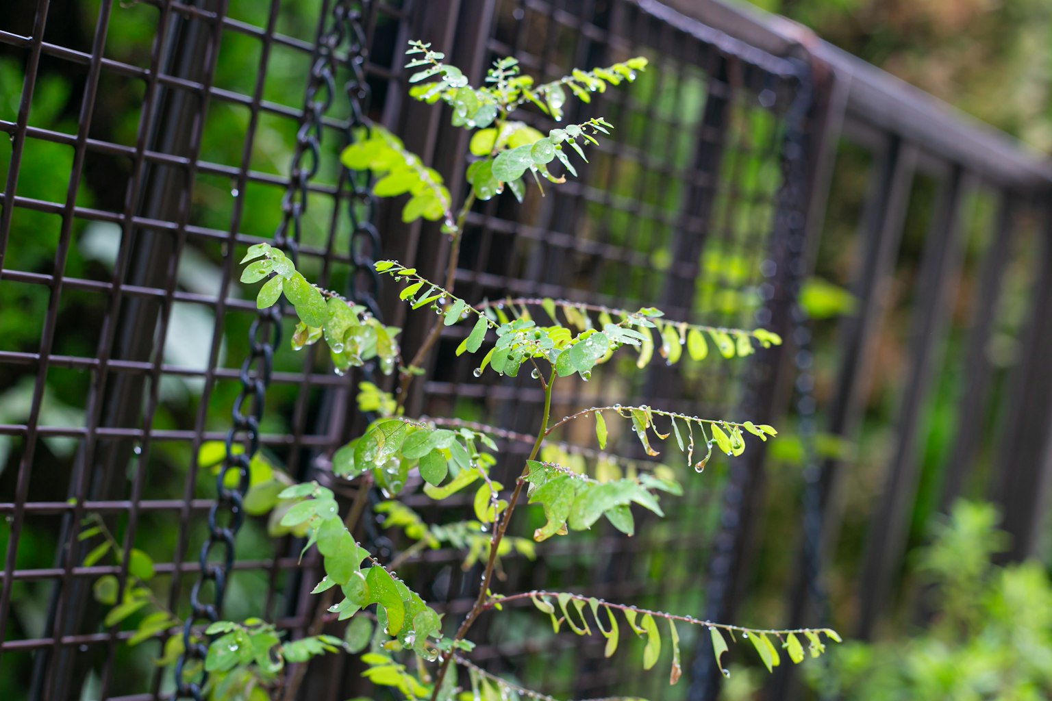 Una pianta verde che cresce contro una recinzione nera
