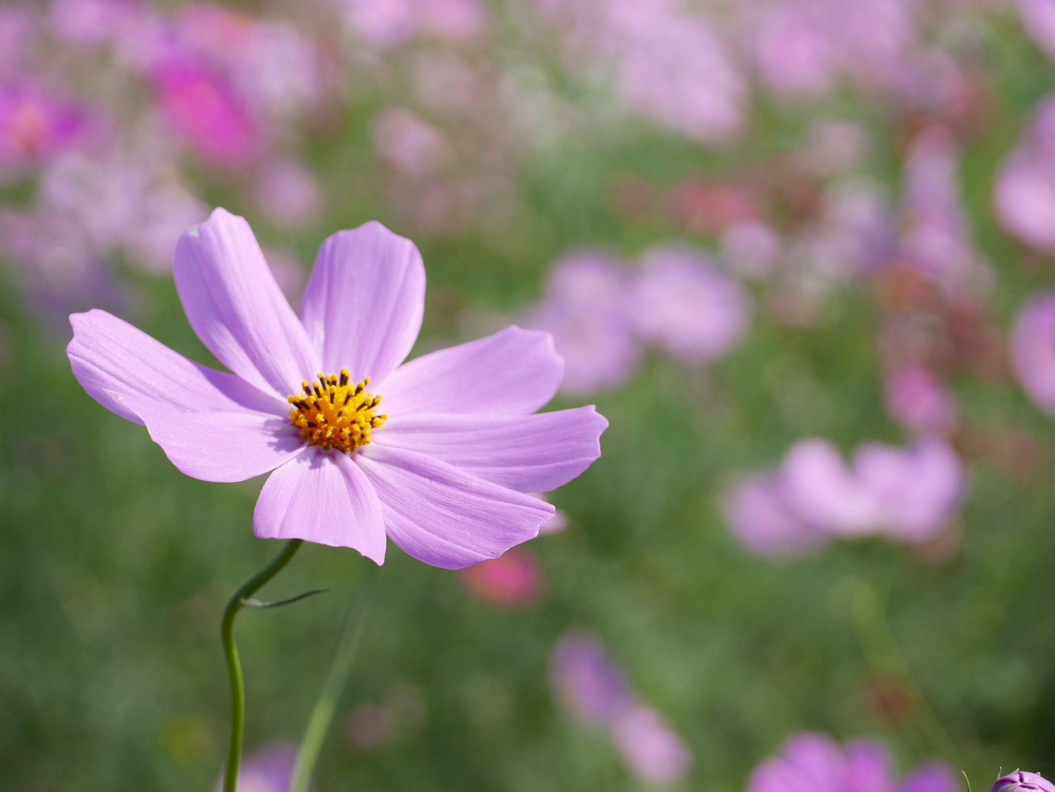 Un vibrante fiore di cosmos rosa a fuoco con fiori sfocati sullo sfondo