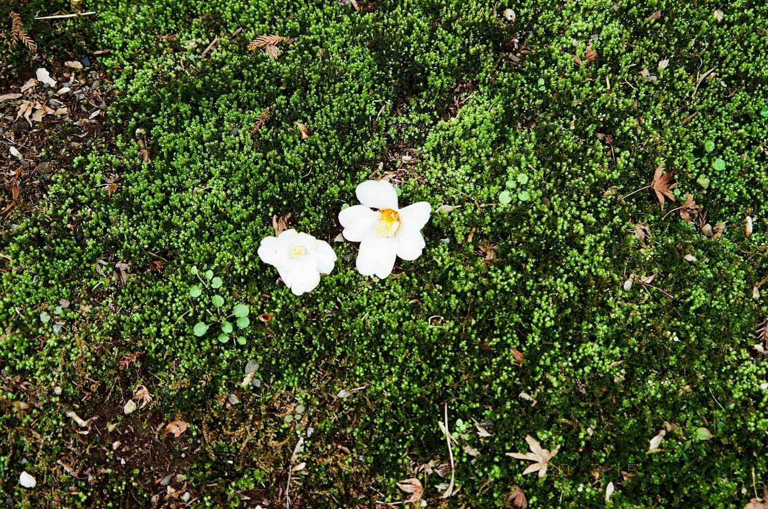 Zwei weiße Blumen blühen zwischen grünem Gras