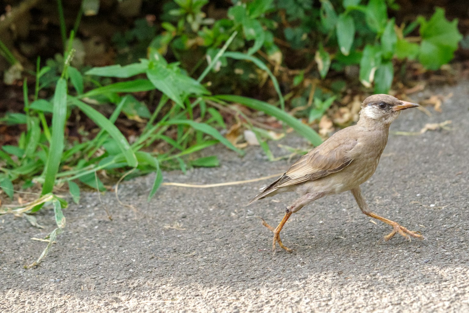 Un pájaro caminando por el suelo rodeado de hierba verde y follaje