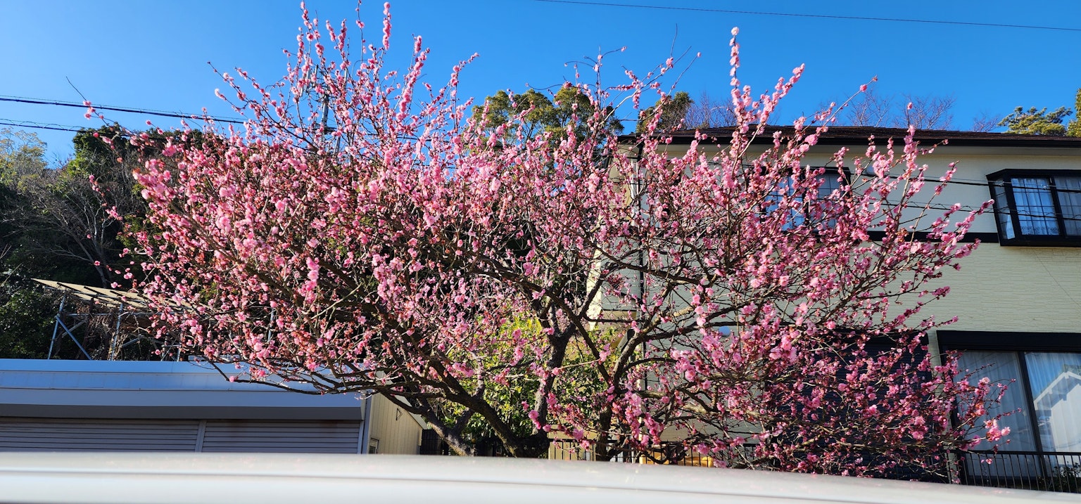 Bel arbre en fleurs roses sur fond de ciel bleu
