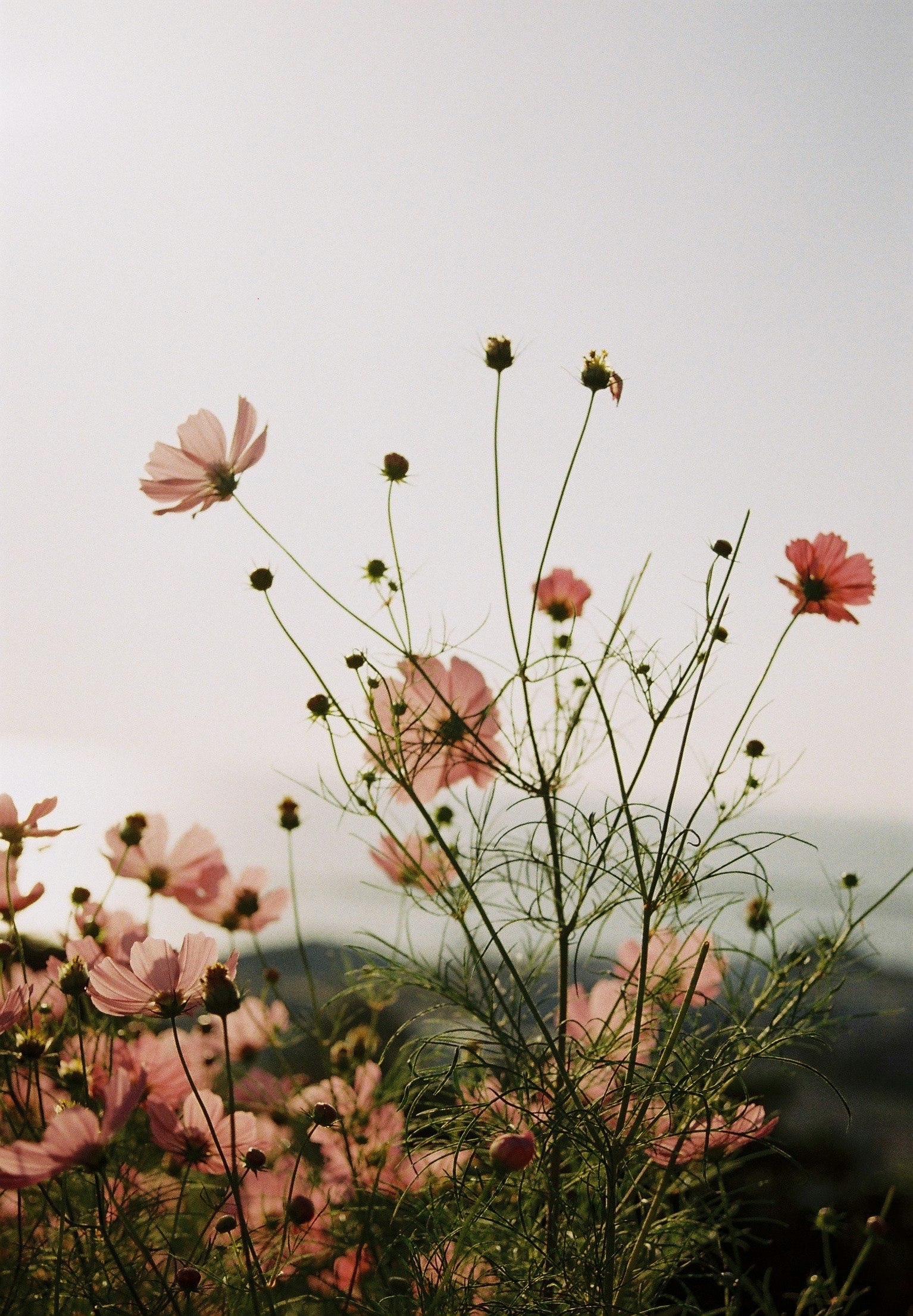 丘の上に咲くピンクの花と草むら