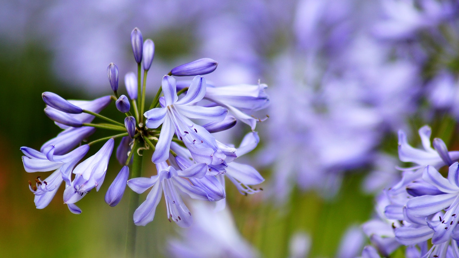 Gros plan de fleurs violettes délicates en fleurs dans un jardin vibrant