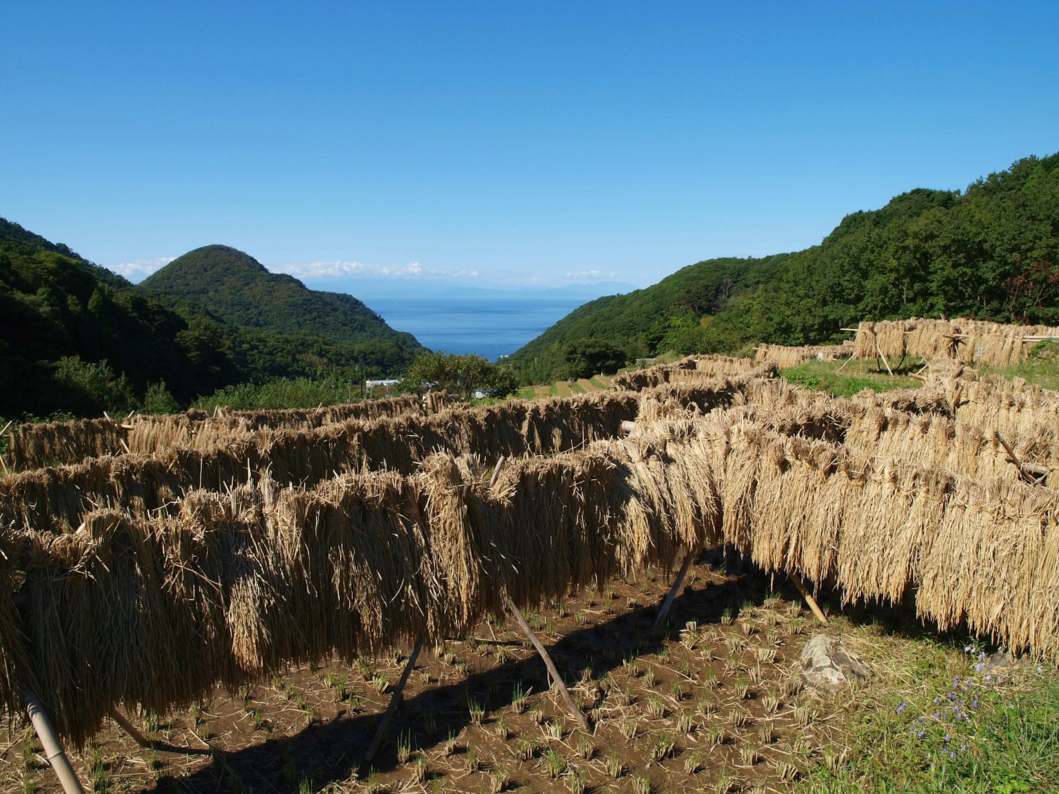 Landschaft mit Reisstängeln, die unter einem blauen Himmel mit Bergen trocknen