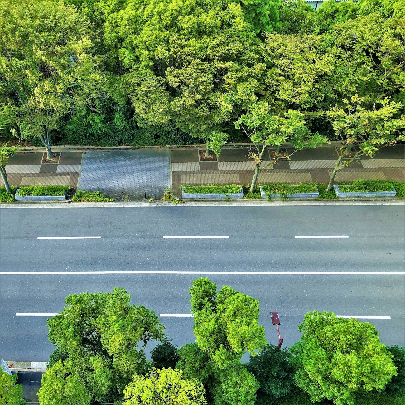 Pemandangan udara jalan yang dikelilingi pohon hijau yang rimbun