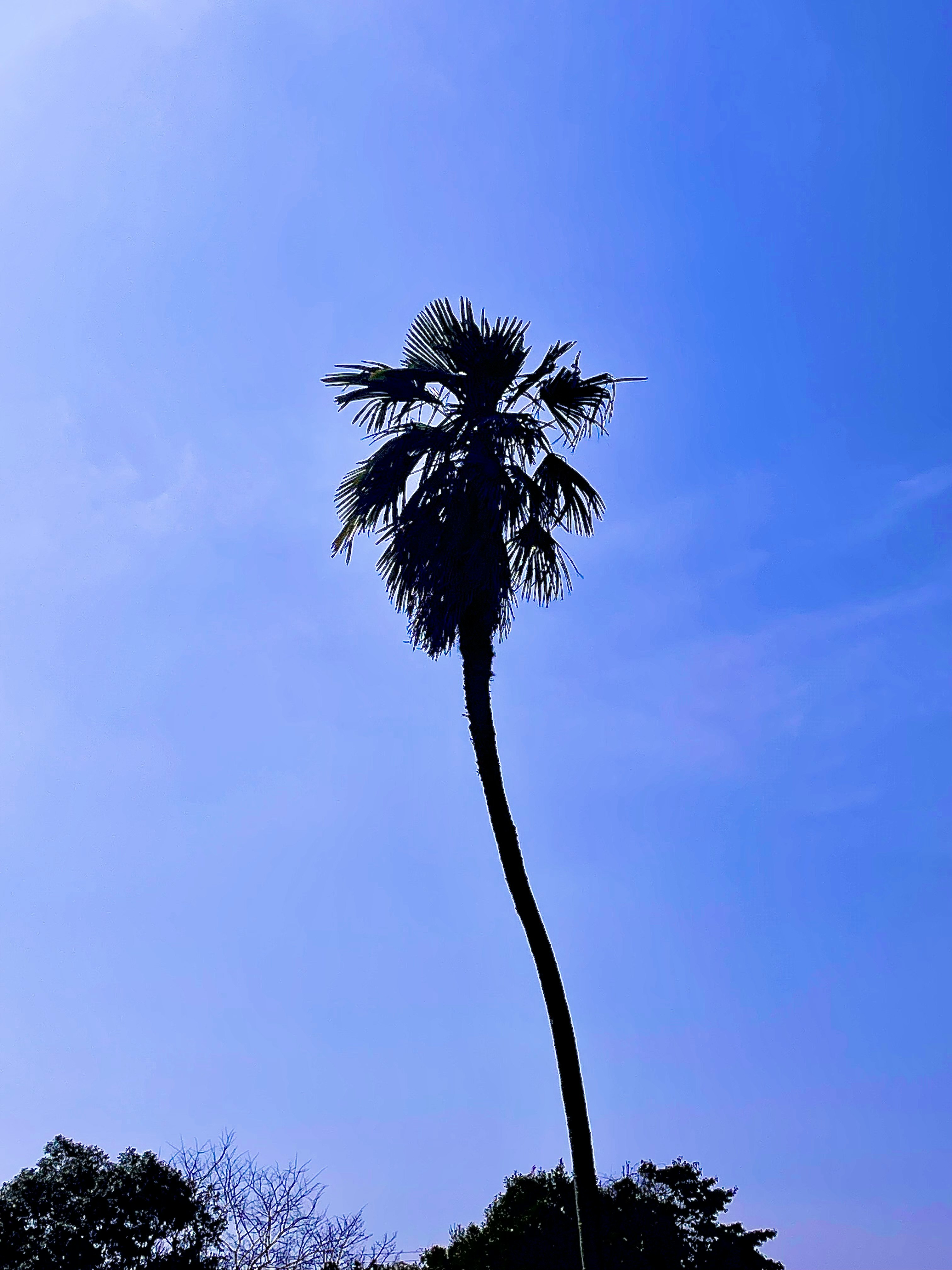 A palm tree reaching into a clear blue sky