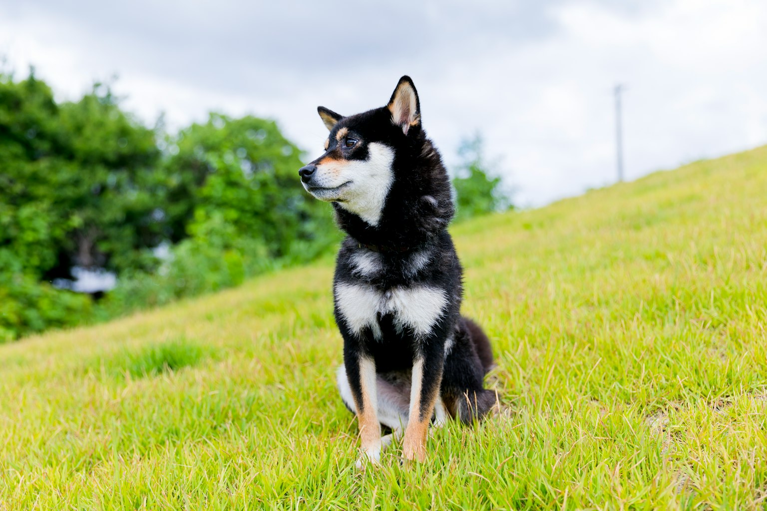 Black and white Shiba Inu sitting on green grass