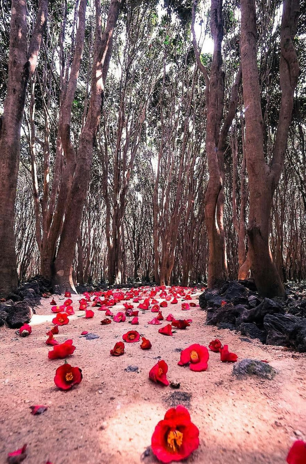 Fleurs rouges dispersées au sol dans une forêt de grands arbres