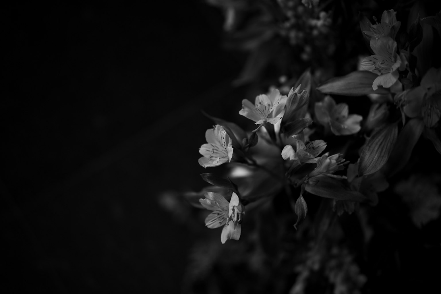 一幅黑白花朵与暗背景相映衬的美丽图像