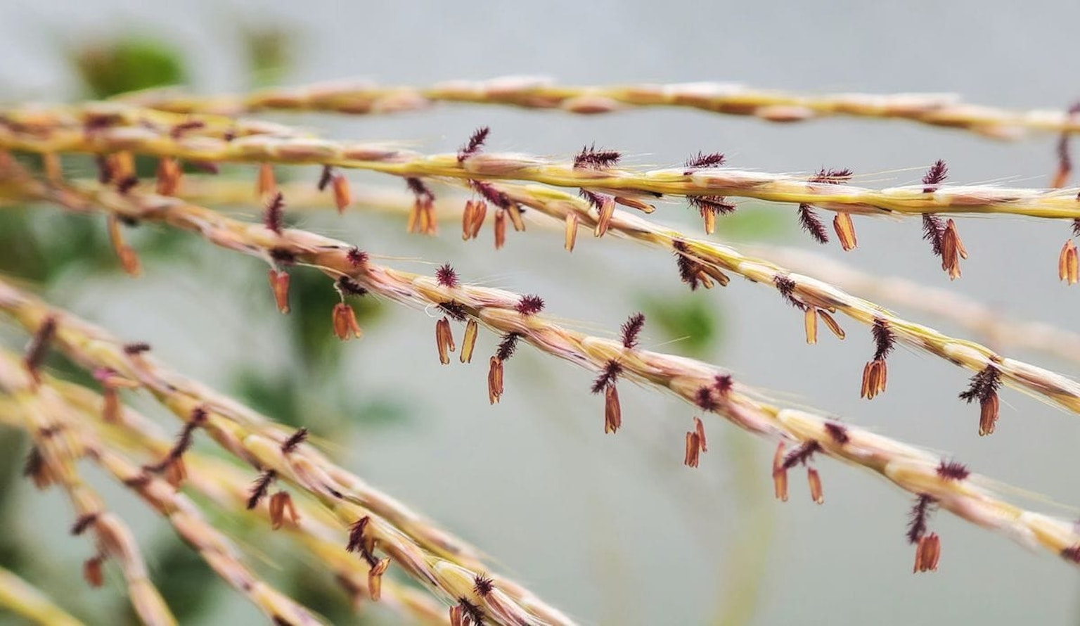 Image of slender plant stems with small brown seeds attached